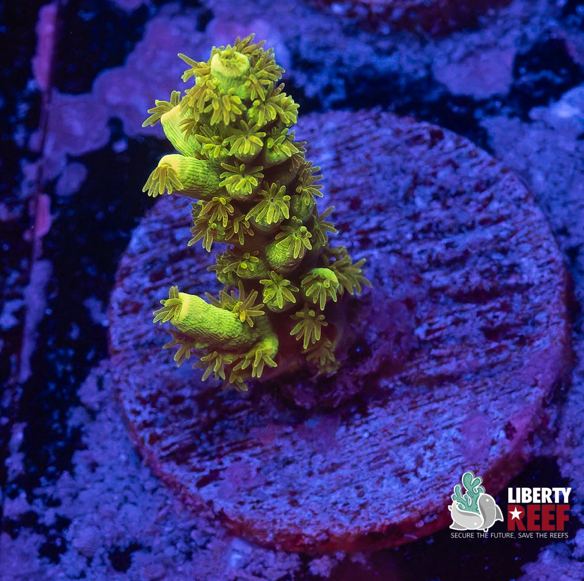 Aquacultured Kryptonite Acro