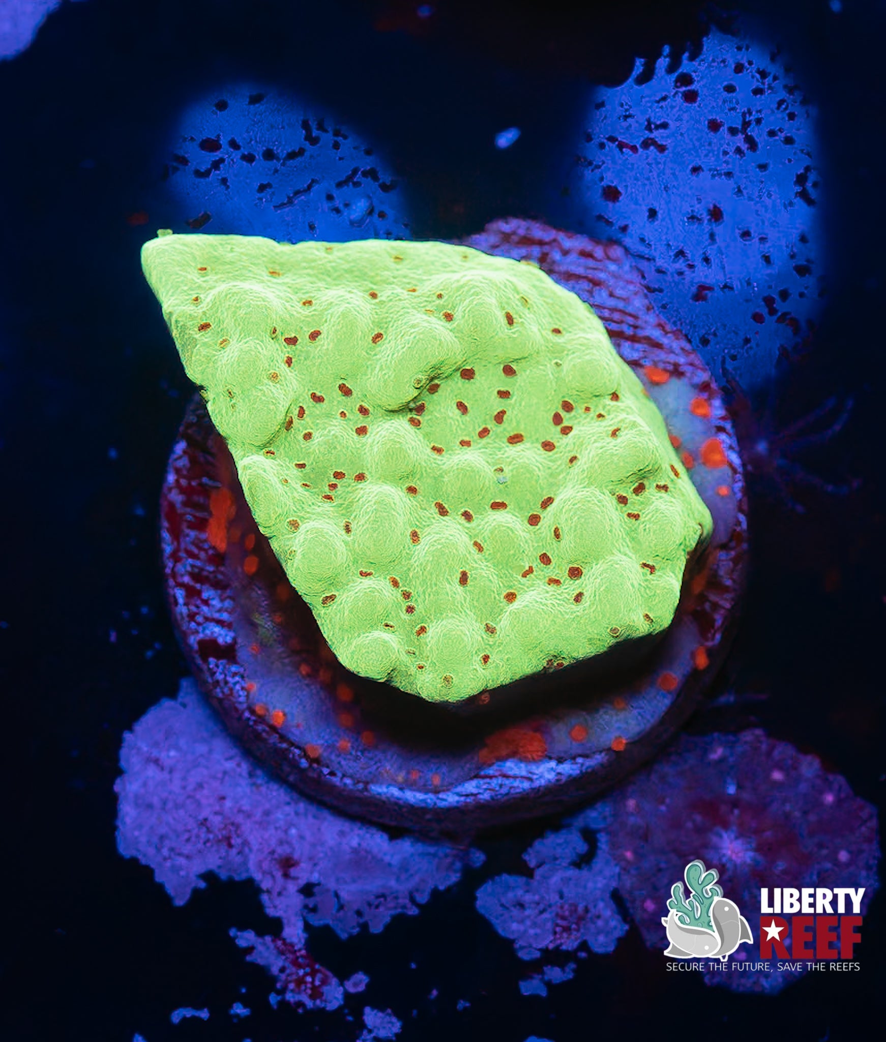 Chili Pepper Montipora