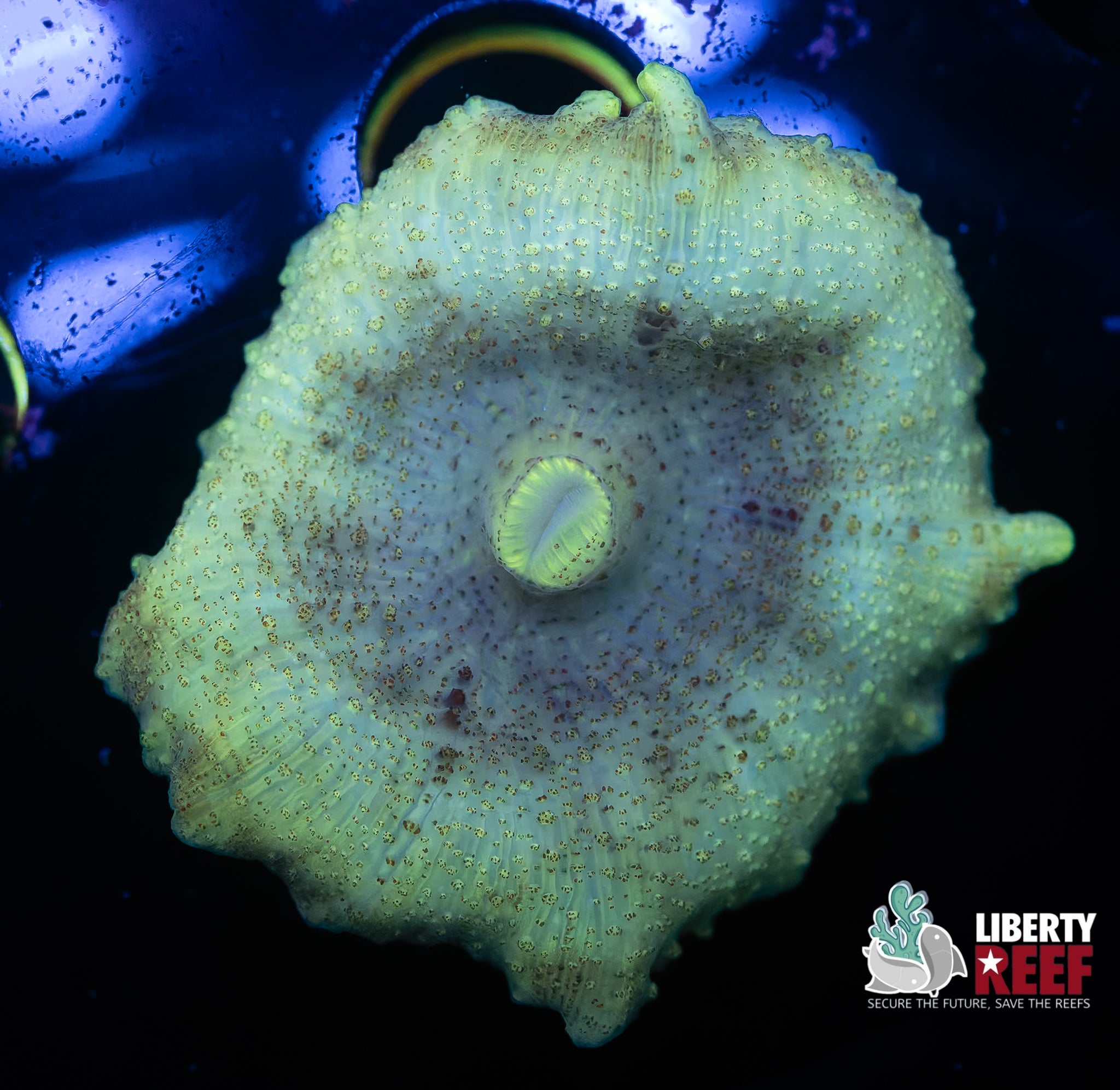 Lemon Lime NEGLECTUS Mushroom
