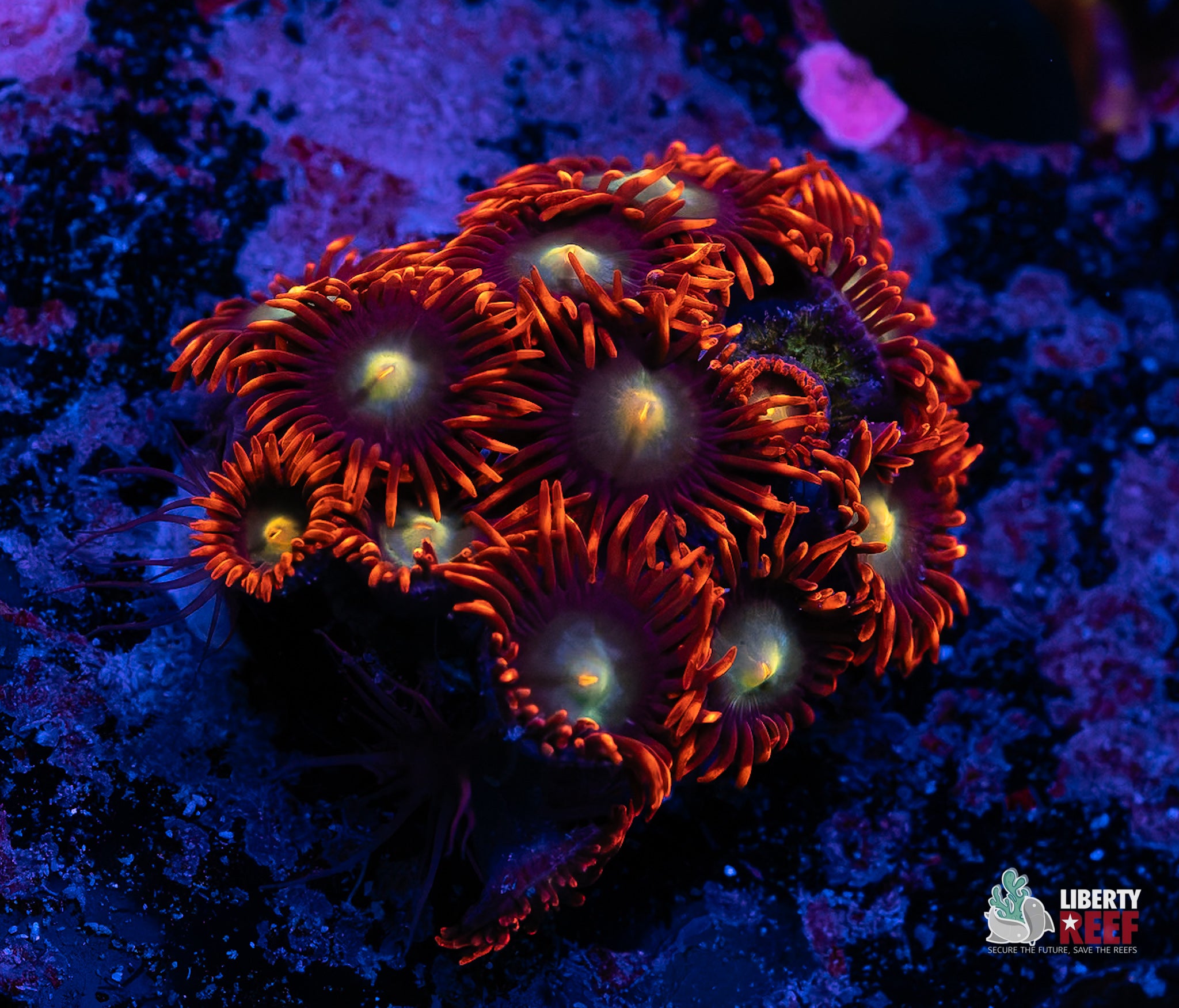 Punk Rocker Zoas