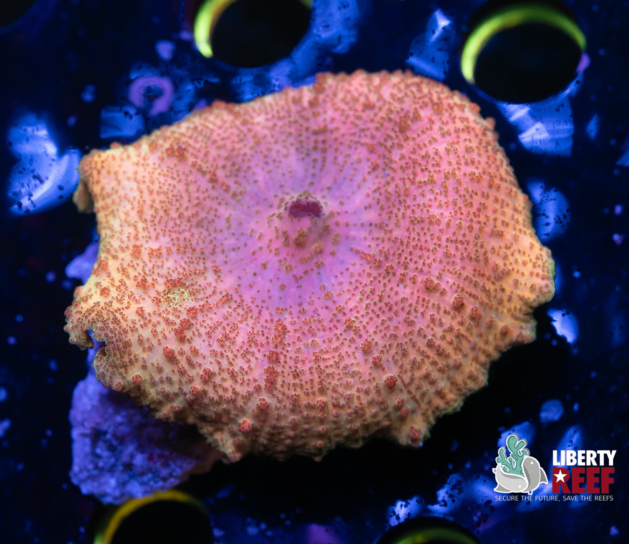 Peach Sunset NEGLECTUS Mushroom
