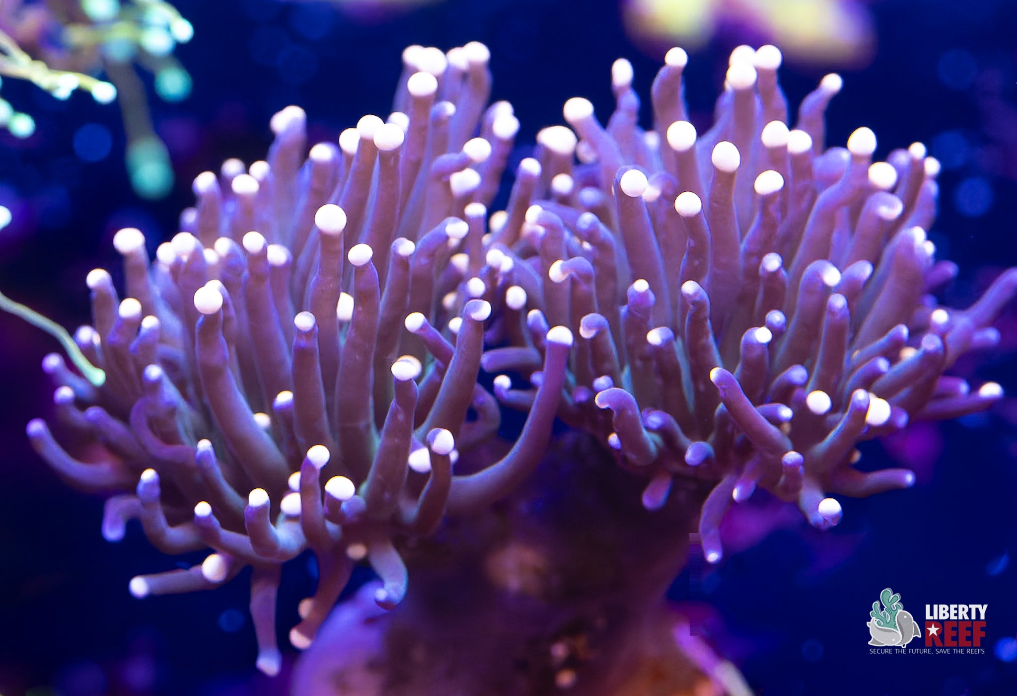 10/31 Online Auction