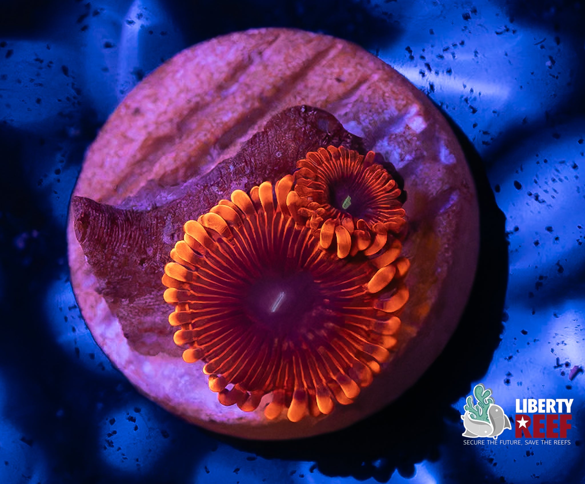 Lunar Eclipse Zoas