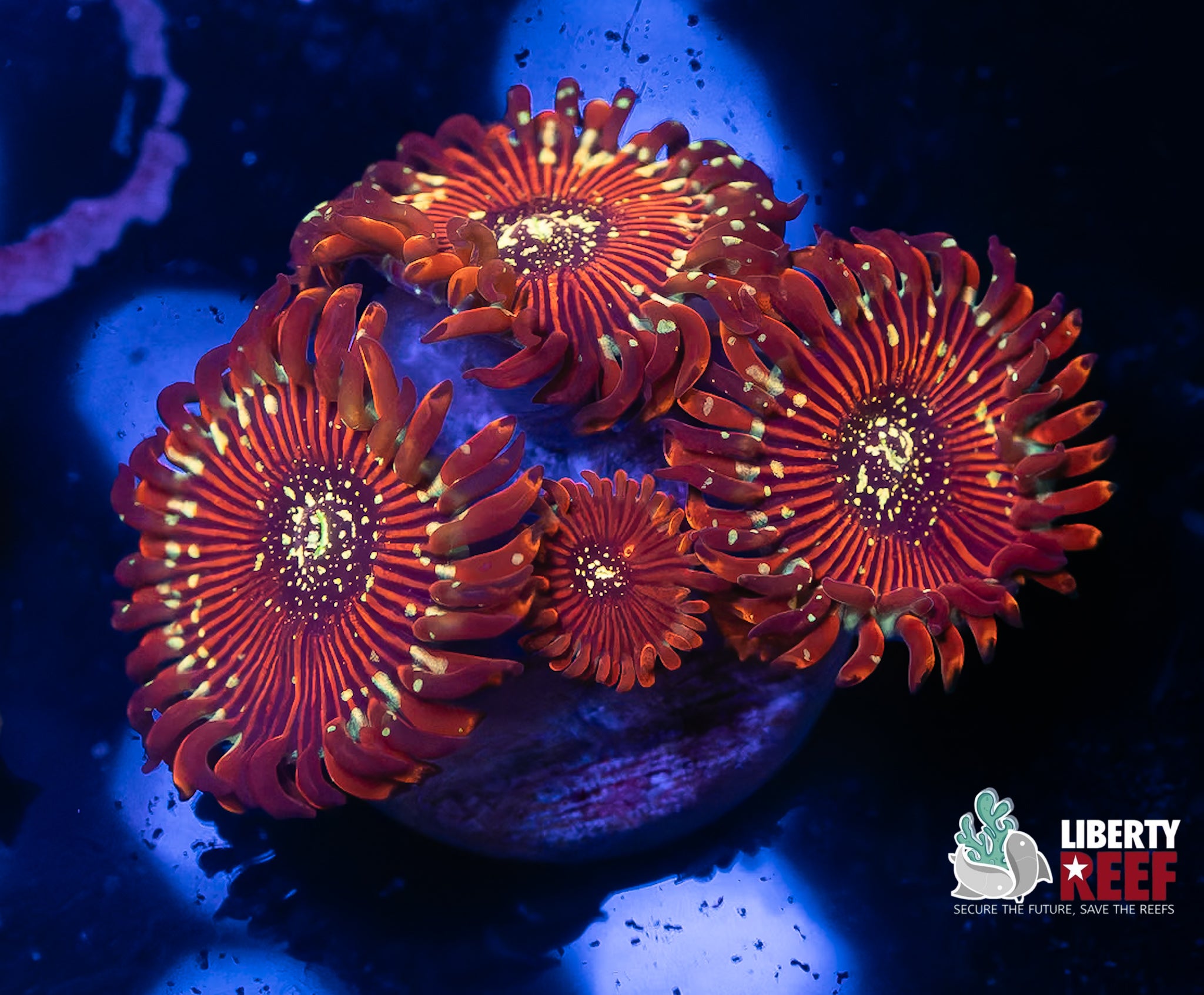 Salted Agave Zoas