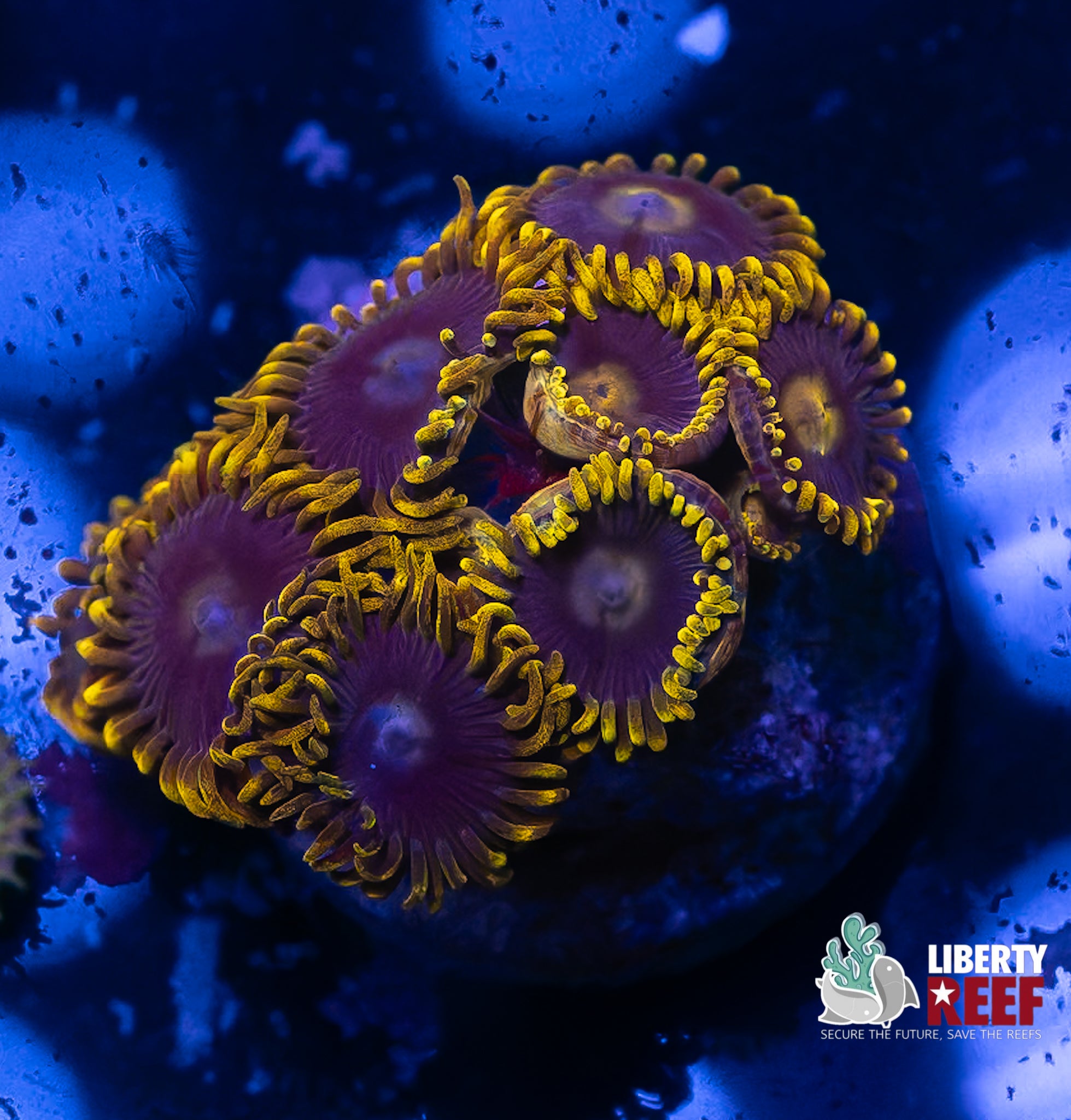Blueberry Pie Zoas