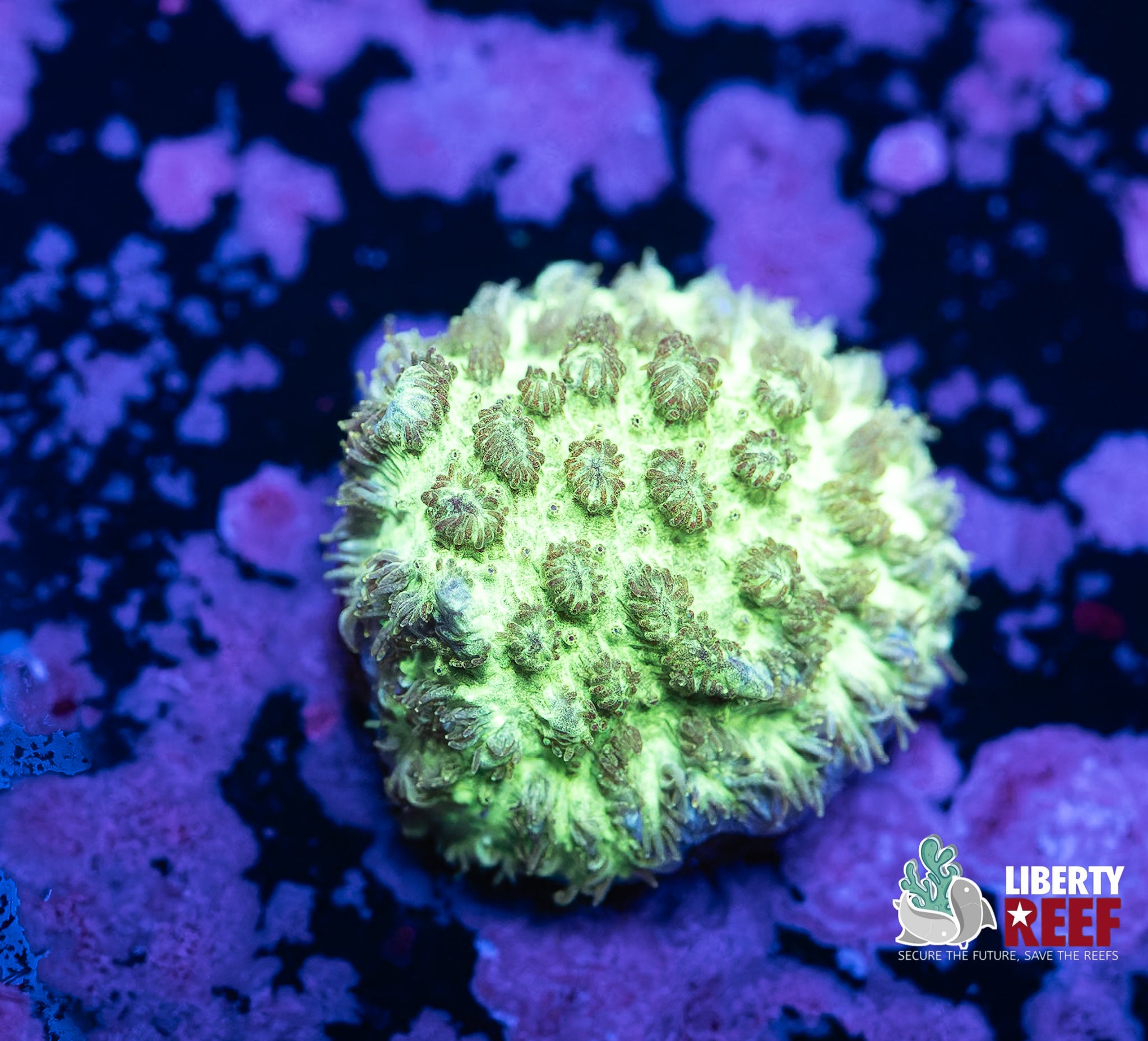 Lemon Lime Cyphastrea