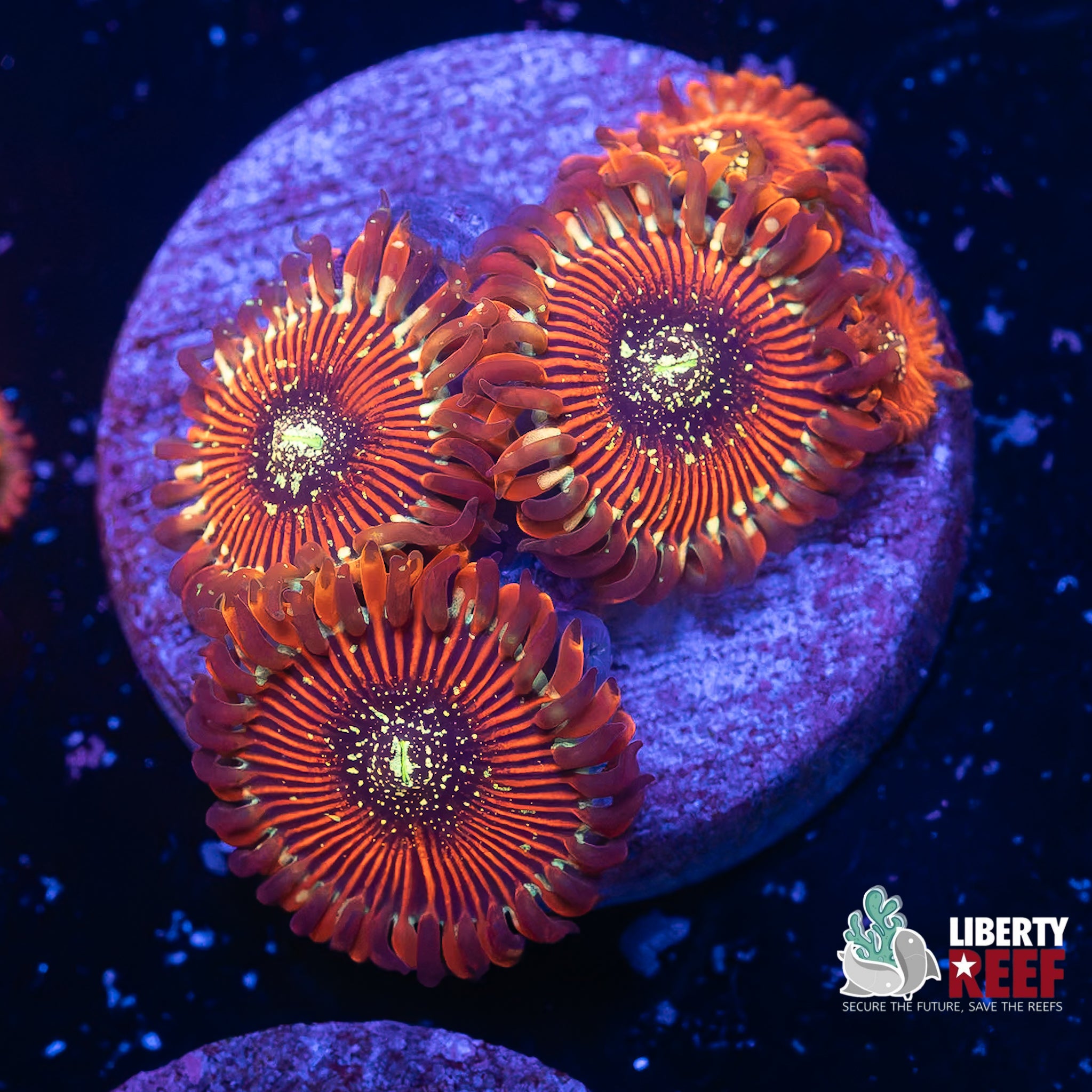 Salted Agave Zoas