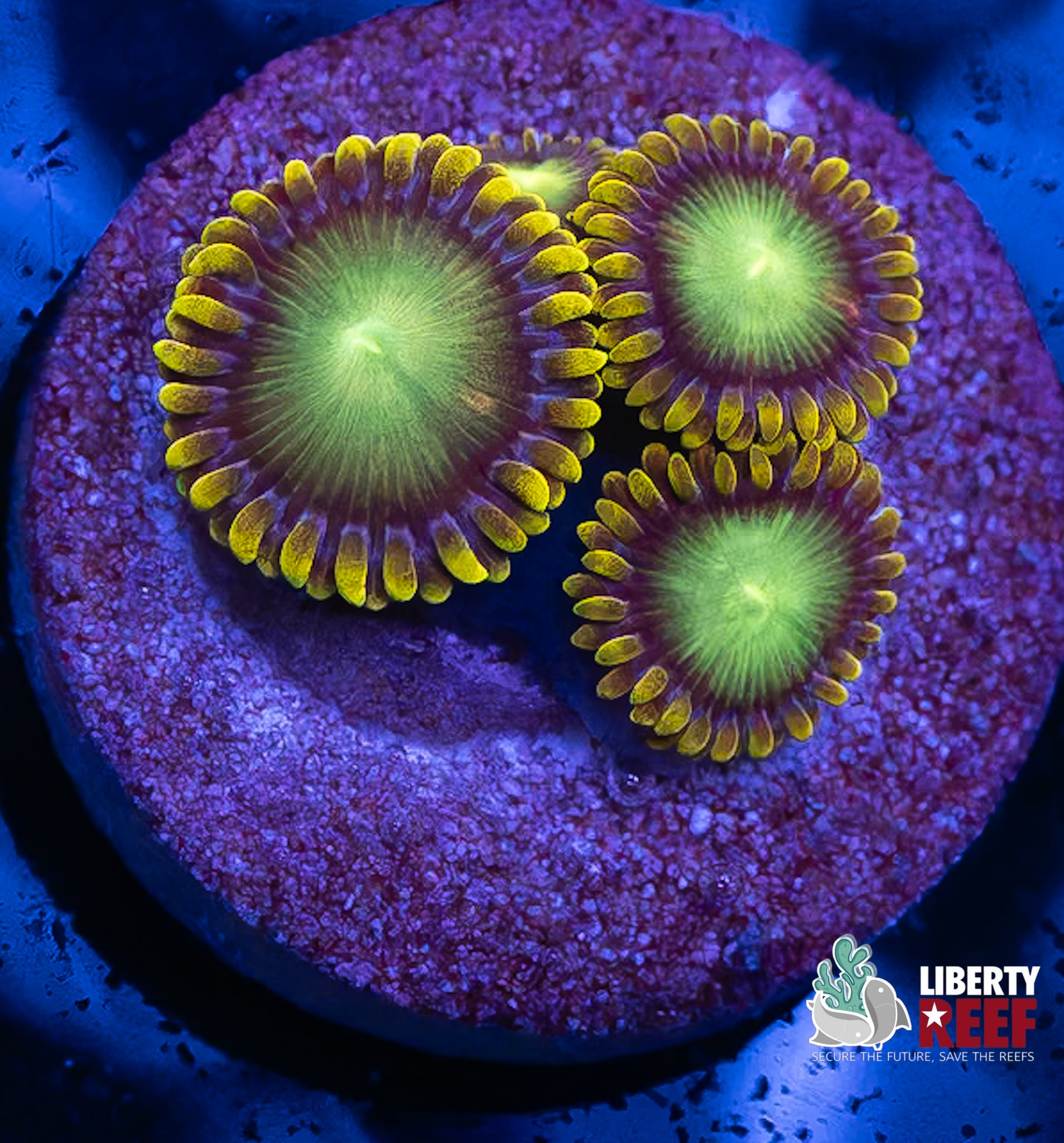 Radioactive Dragon Eye Zoas