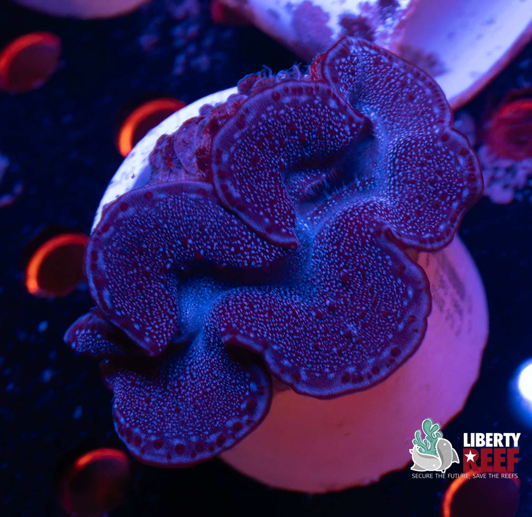 Biota Aquacultured Maxima Clams