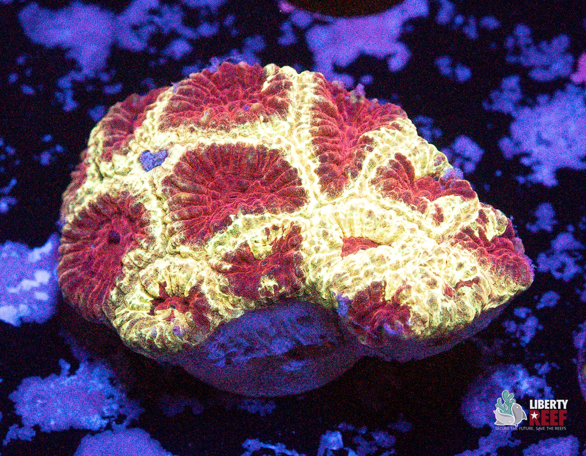 10/31 Online Auction