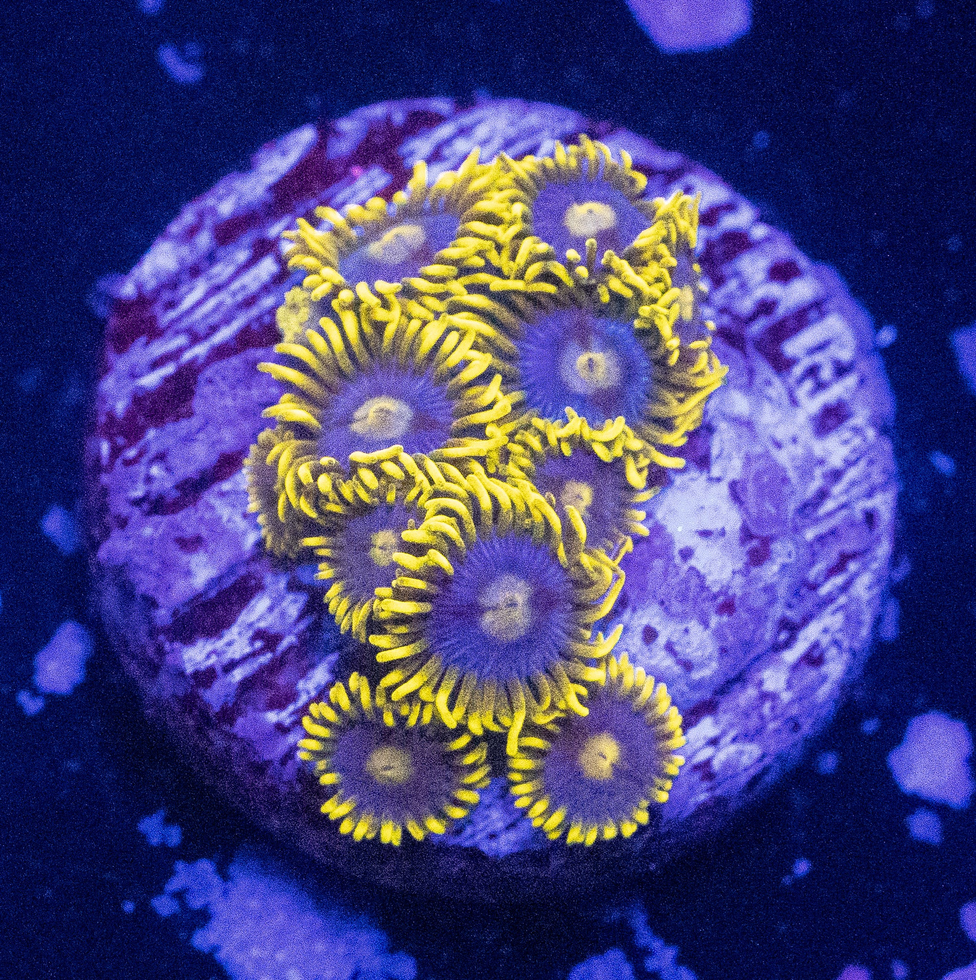 Blueberry Fields Zoas