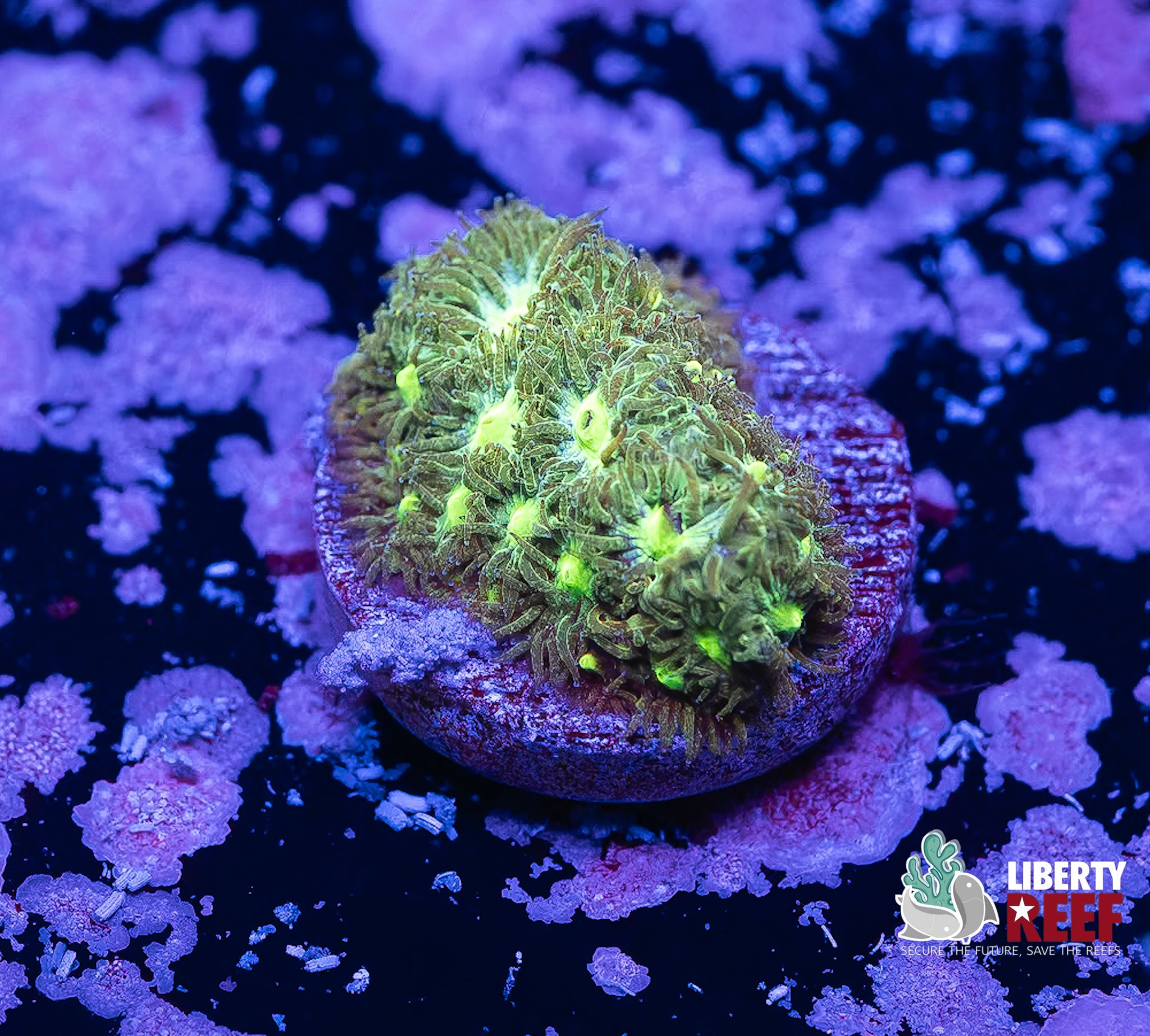 Gator Green Leptastrea