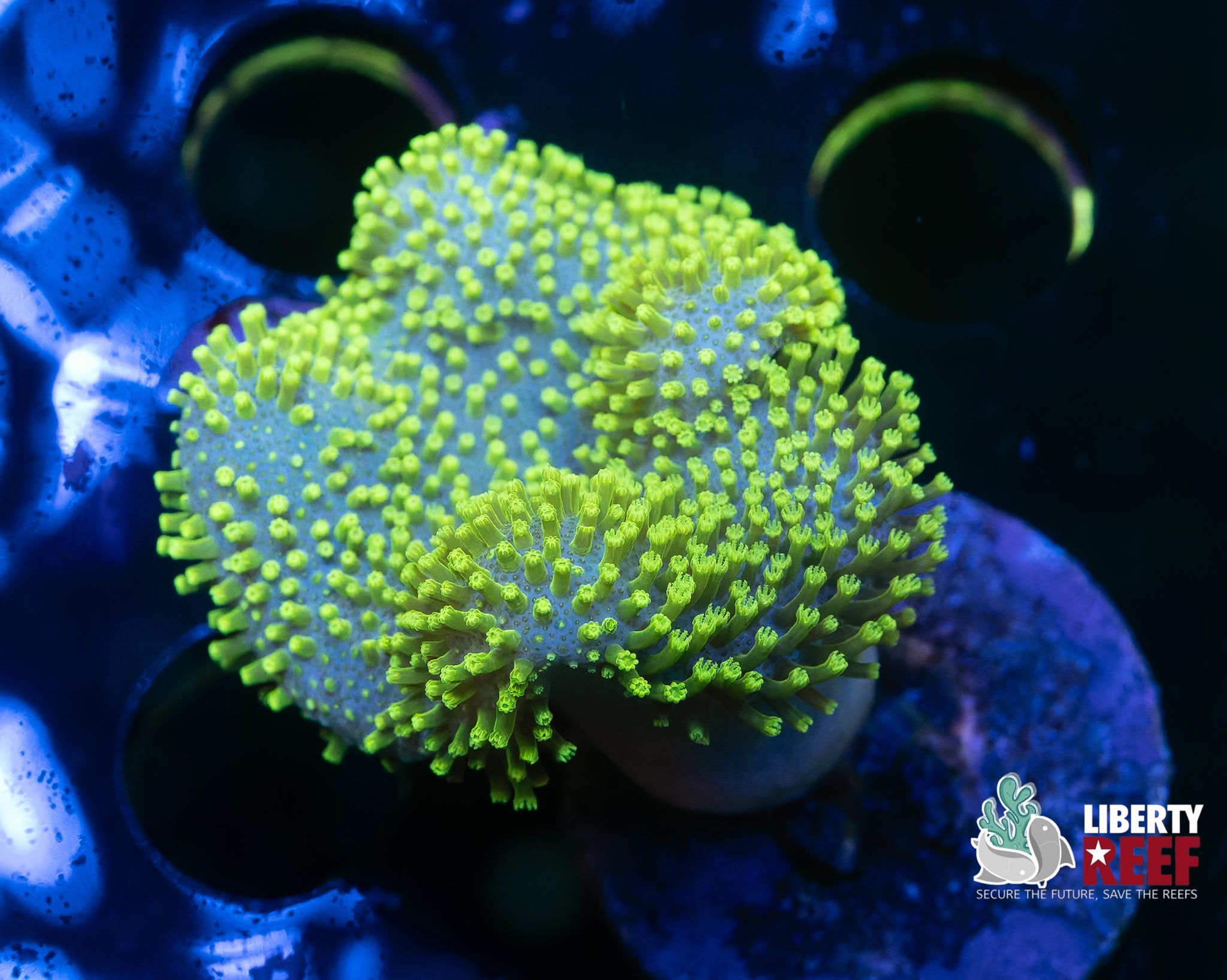 Neon Green Toadstool Leather