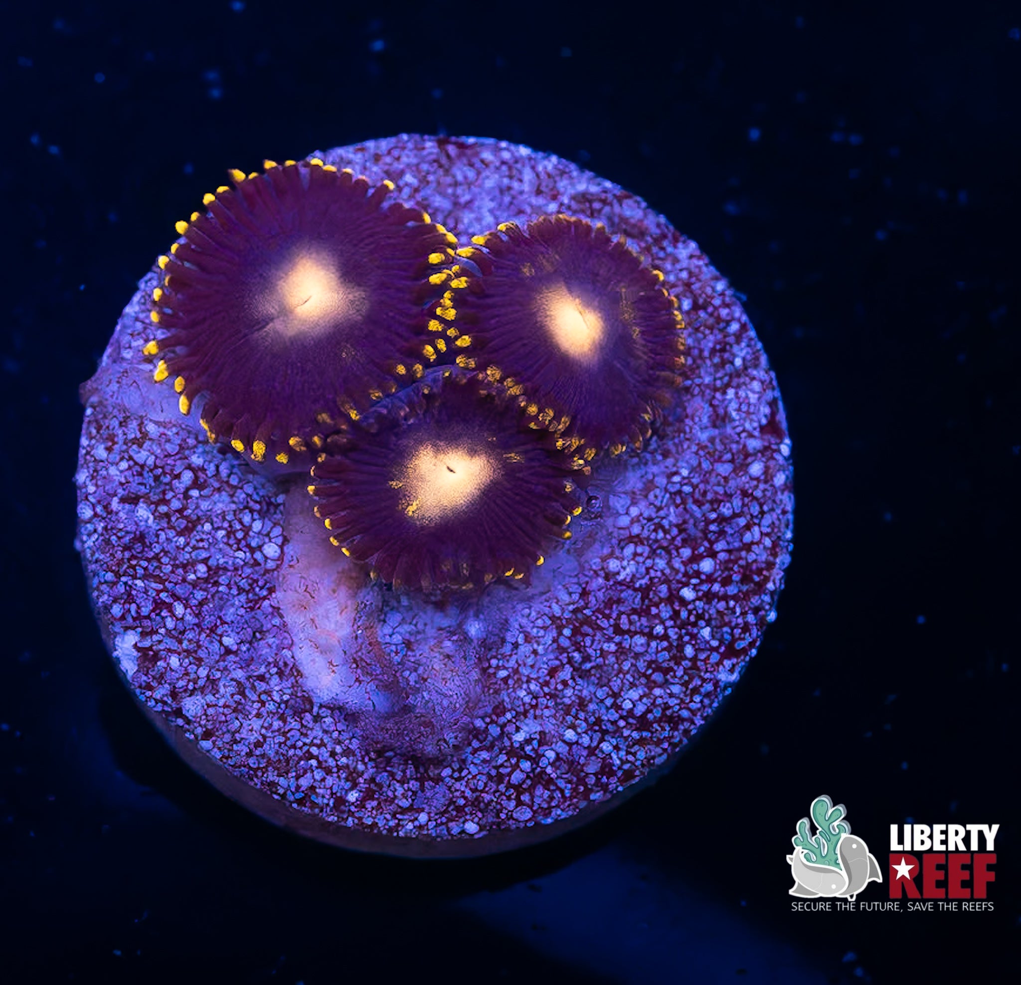 Blueberry Pie Zoas