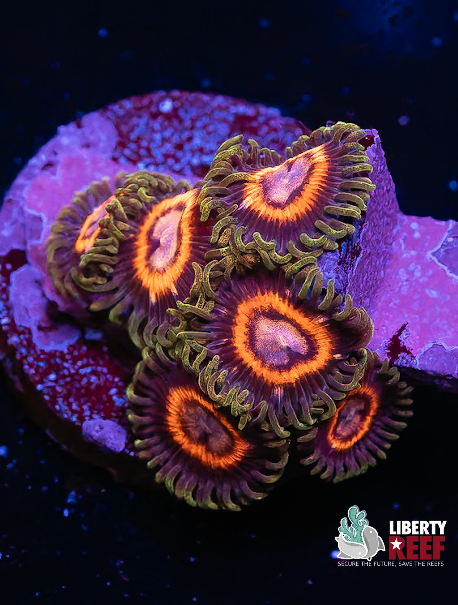 WHAMMIN Watermelon Zoas