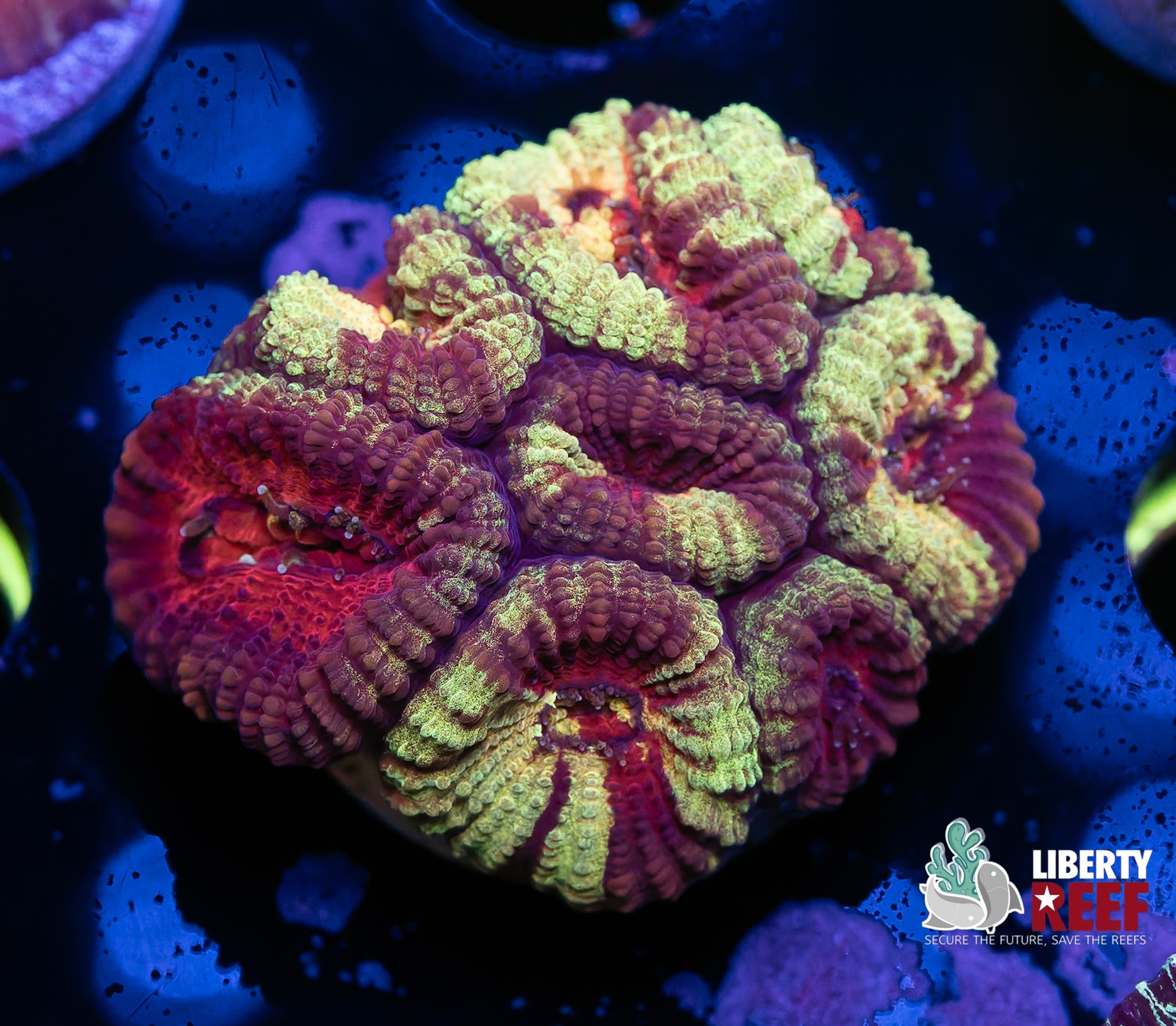 Wicked Grafted Favia