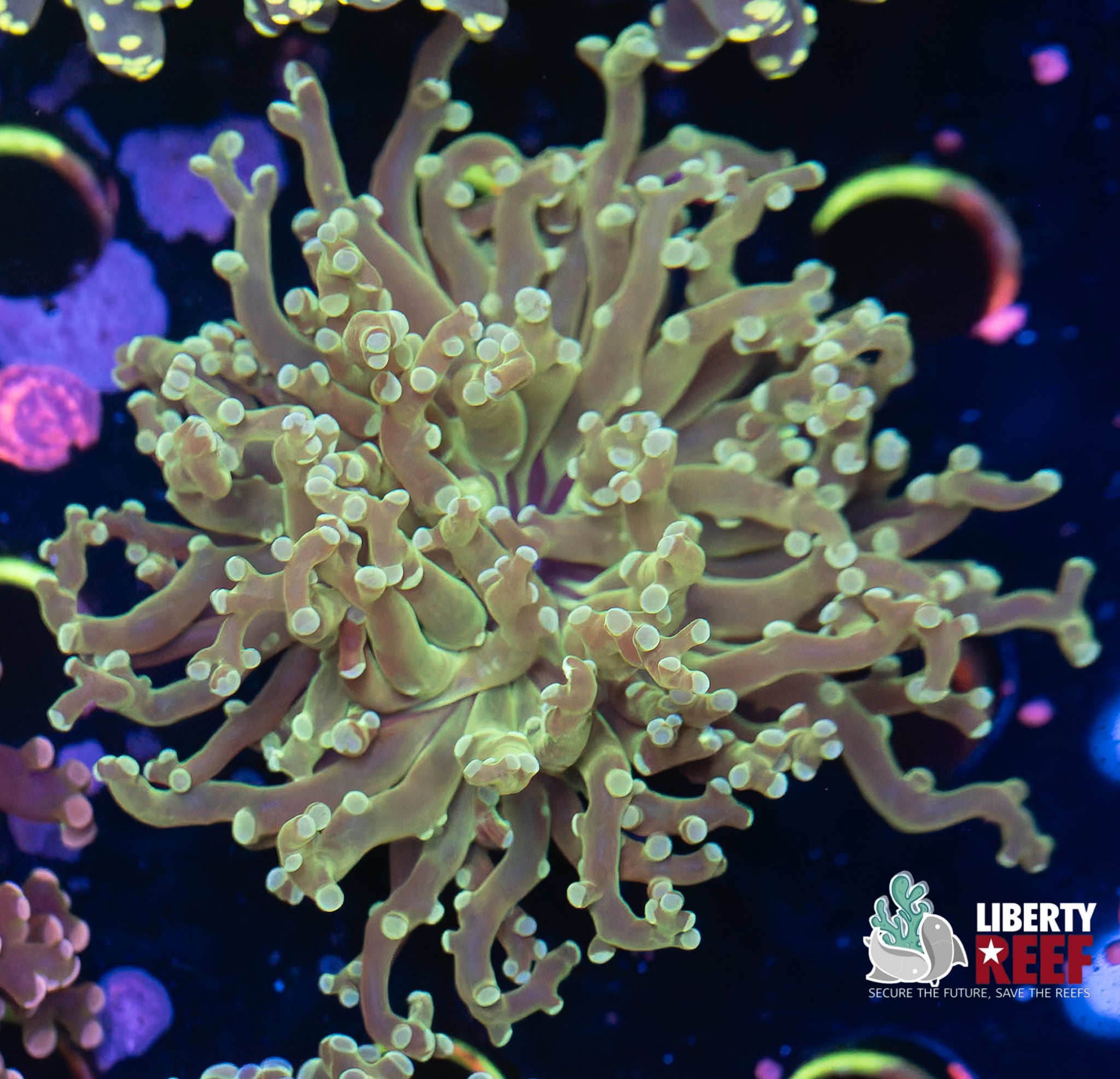 Green Frogspawn