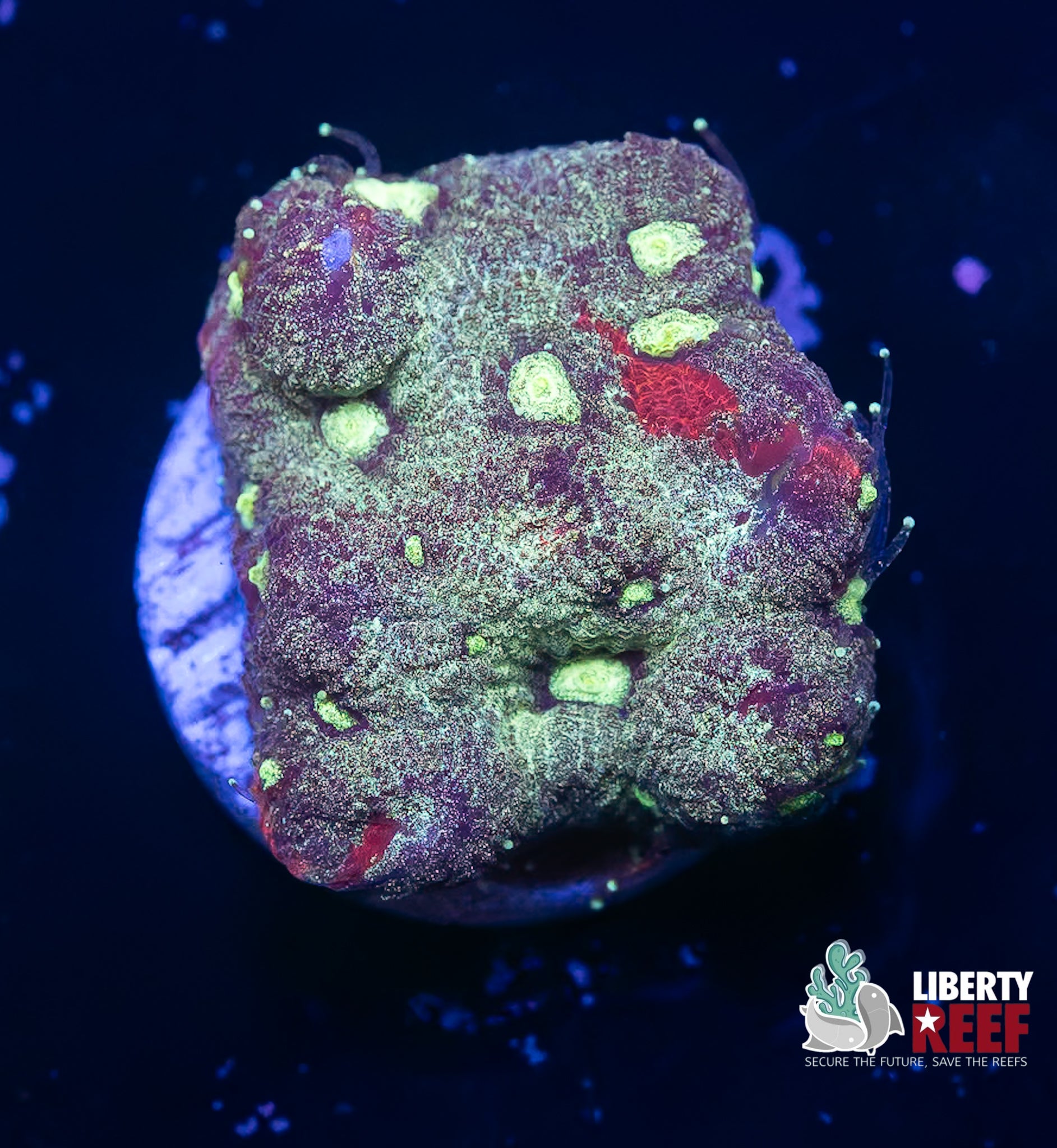 War Coral