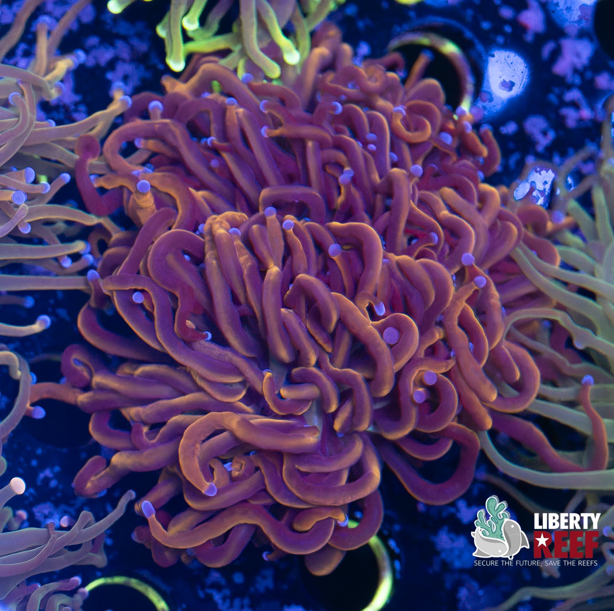 Double NY Knicks Torch