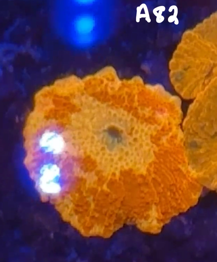 Karen Ritner 10/25 Facebook Live Auction