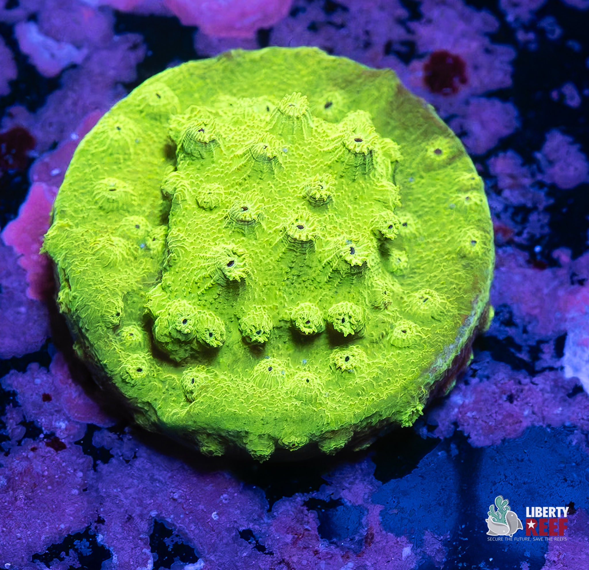 10/31 Online Auction