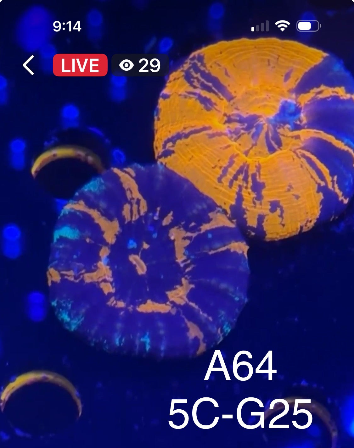 Karen Ritner 9/13 Facebook Live Auction