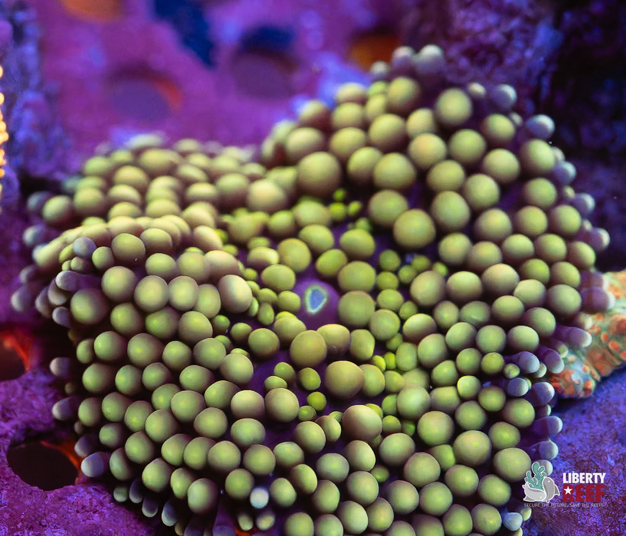 10/31 Online Auction