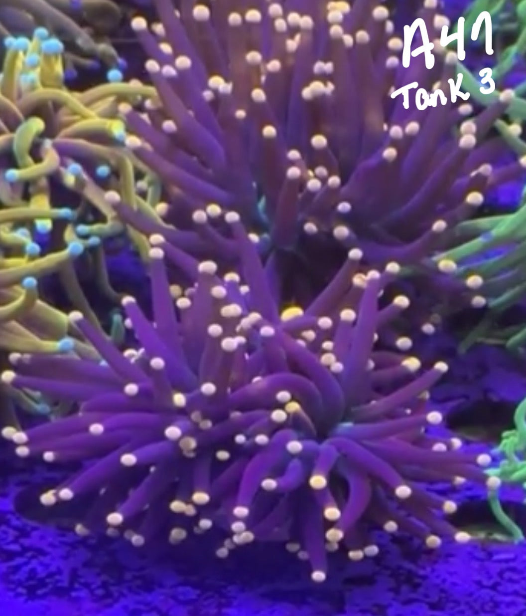 10/3 Facebook Live Auction