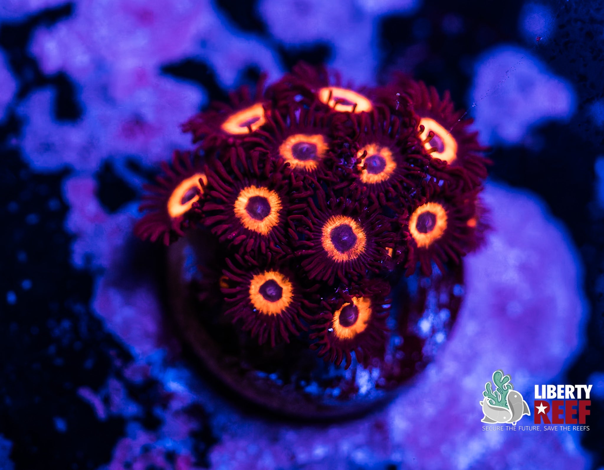 Reverse Bob Marley Zoas