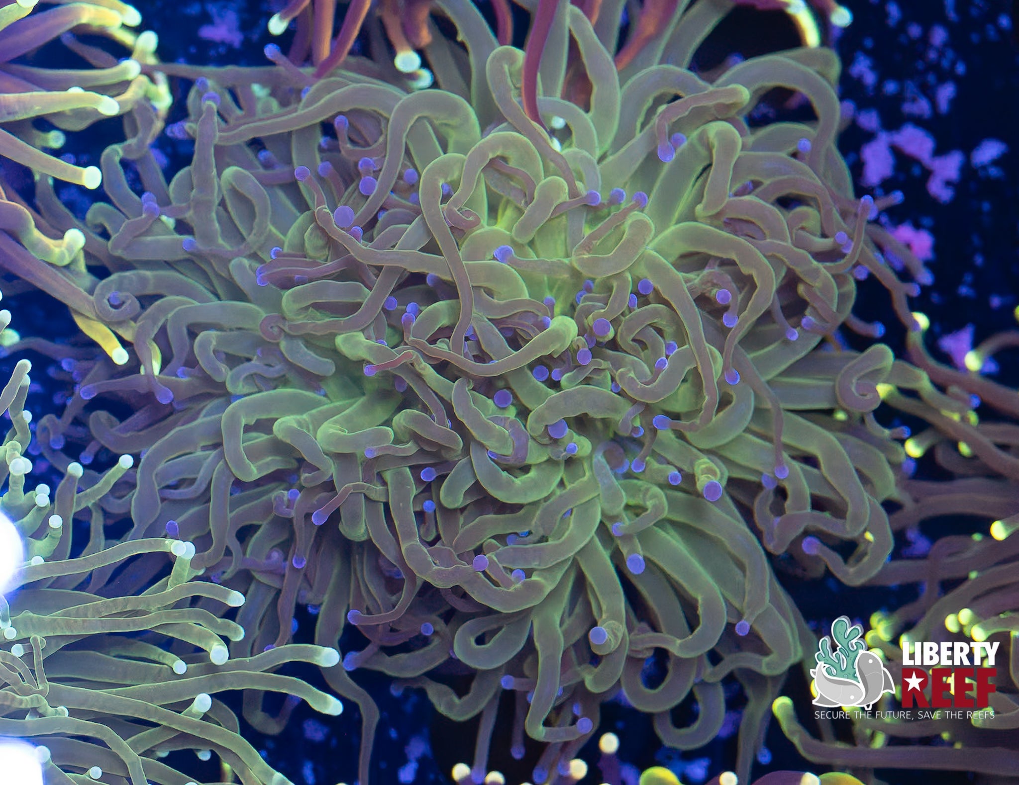 Triple Split Todd’s Torch