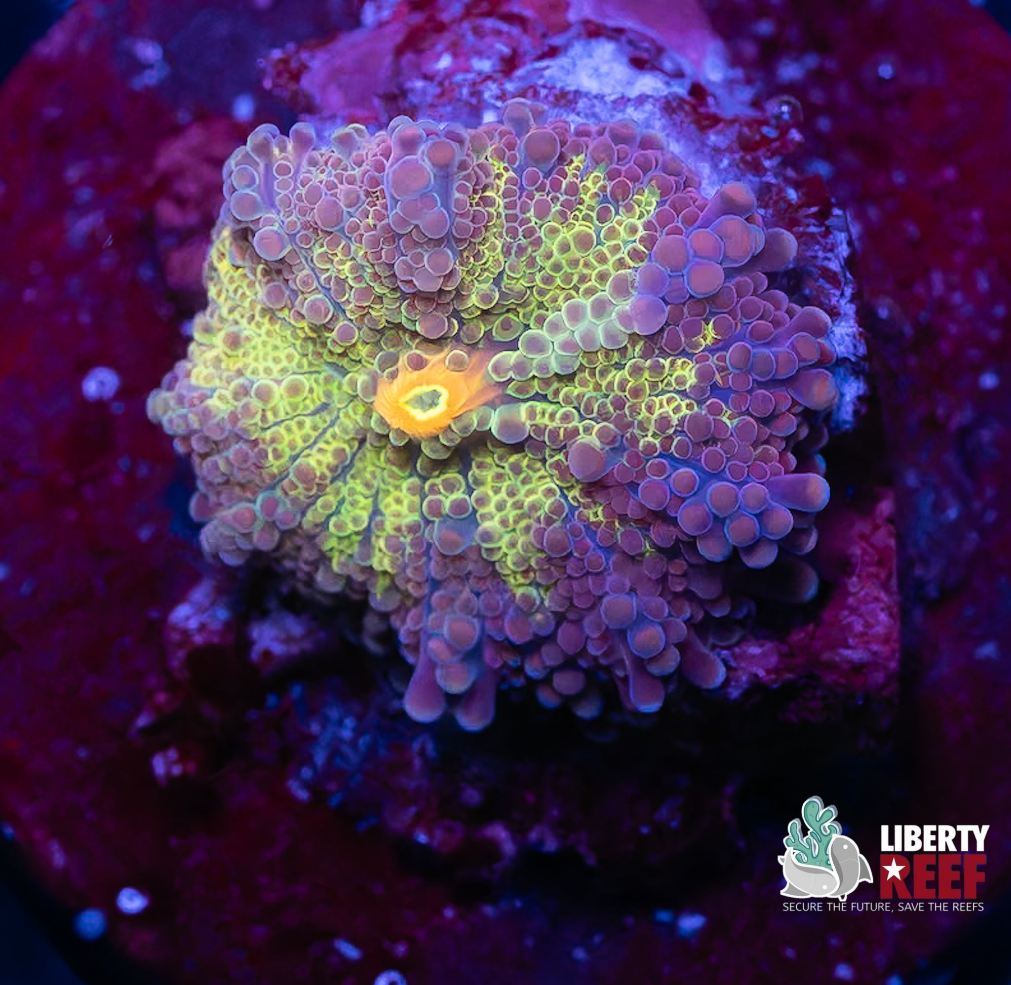 Insane Malaysian Bounce Mushroom