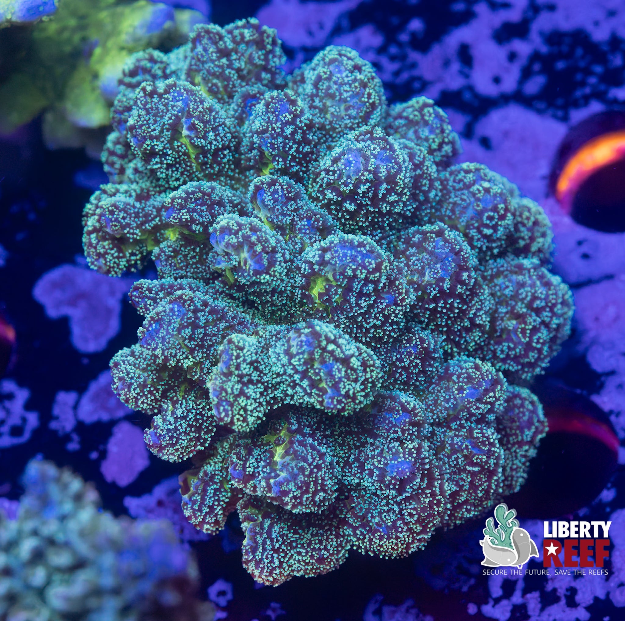Large Aquacultured Teal Birdsnest Colony