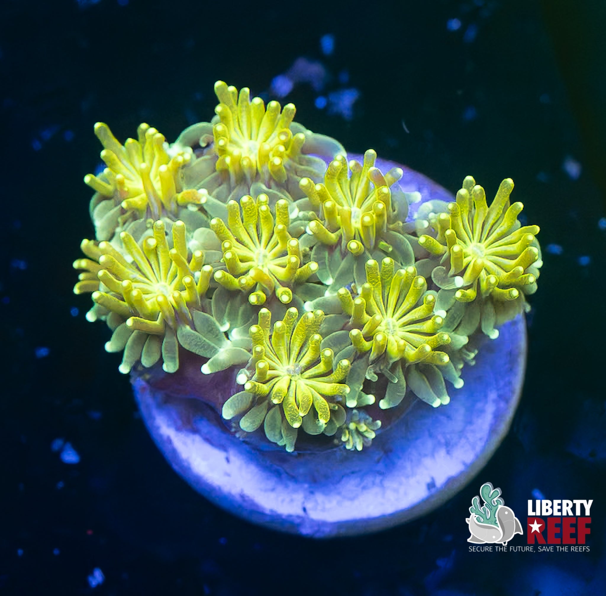 Lemon Lime Galaxea