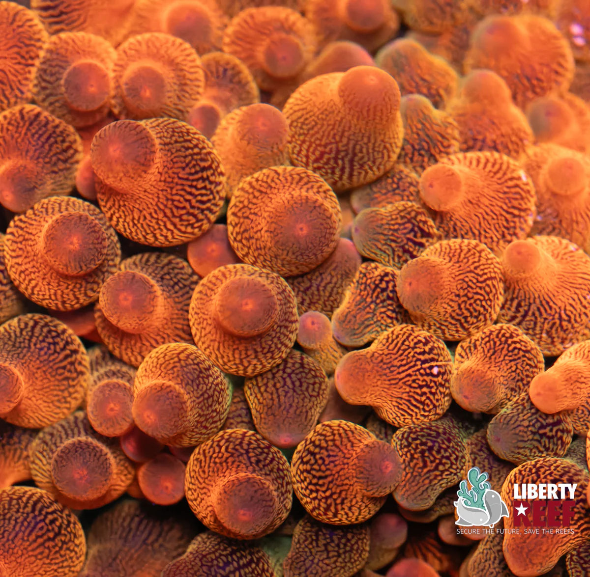 Rainbow Bubble Tip Anemone (Small)