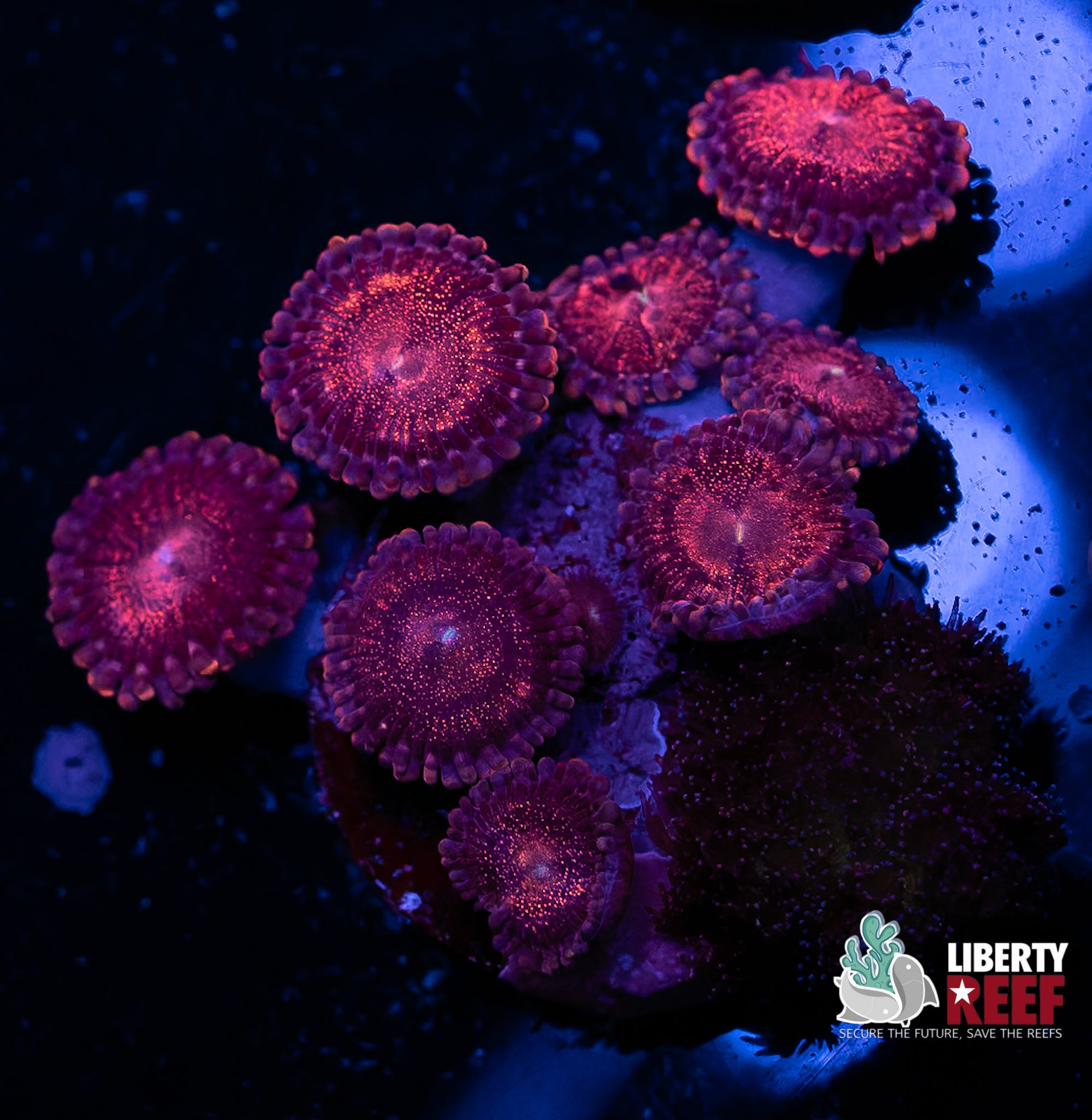 Mohawk Zoas