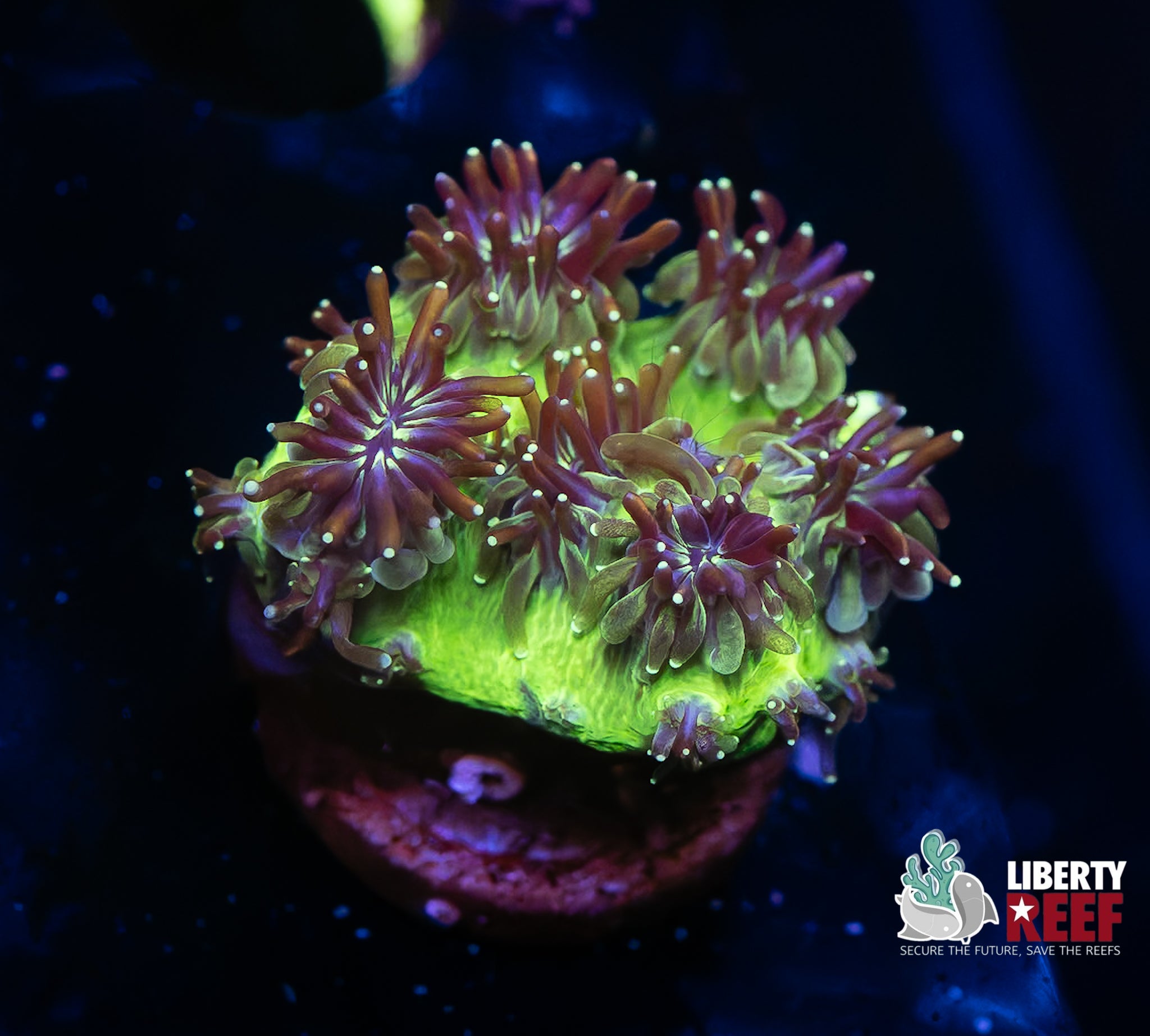 Lemon Lime Galaxea