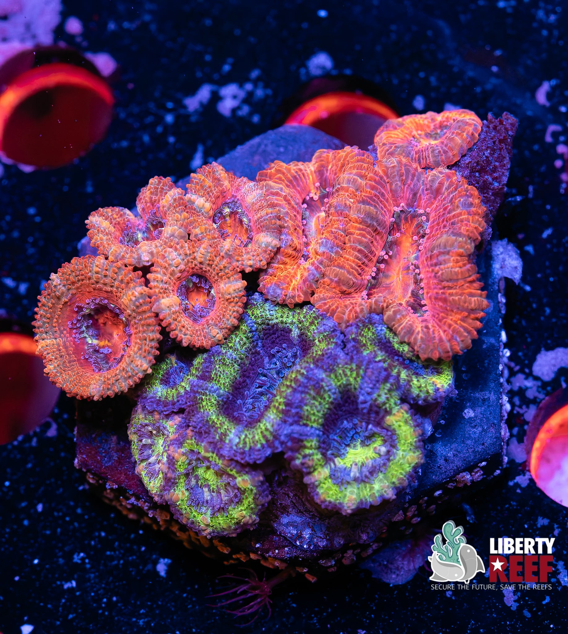Ultra Acan Garden