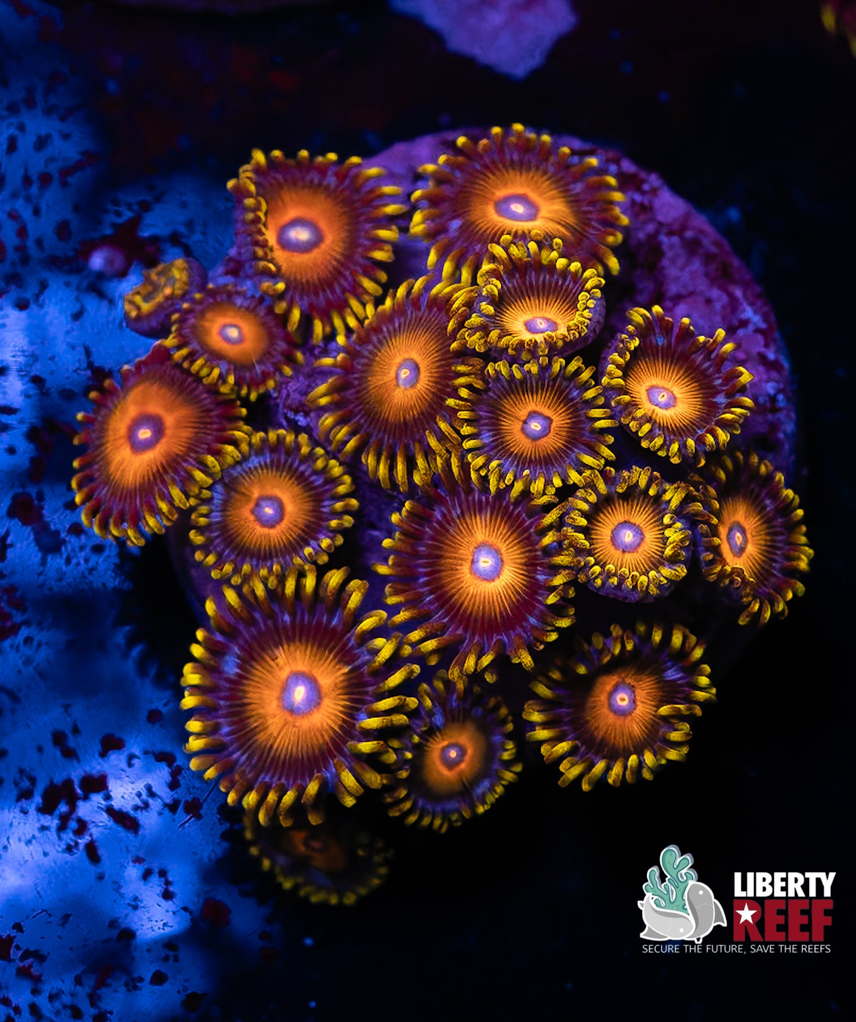 Scrambled Eggs Zoas