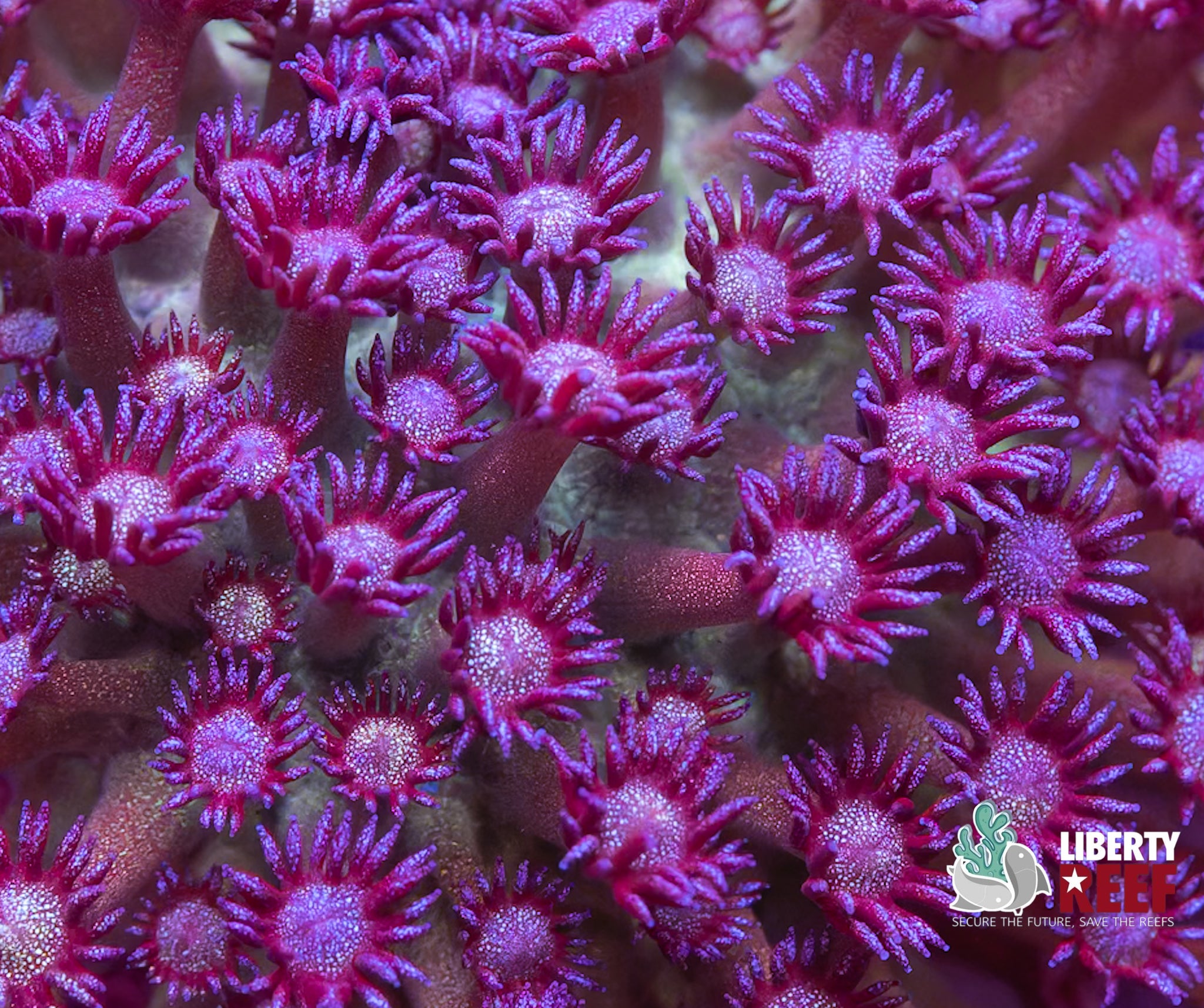 Insane GlitterBOMB Goniopora Colony (4x4)