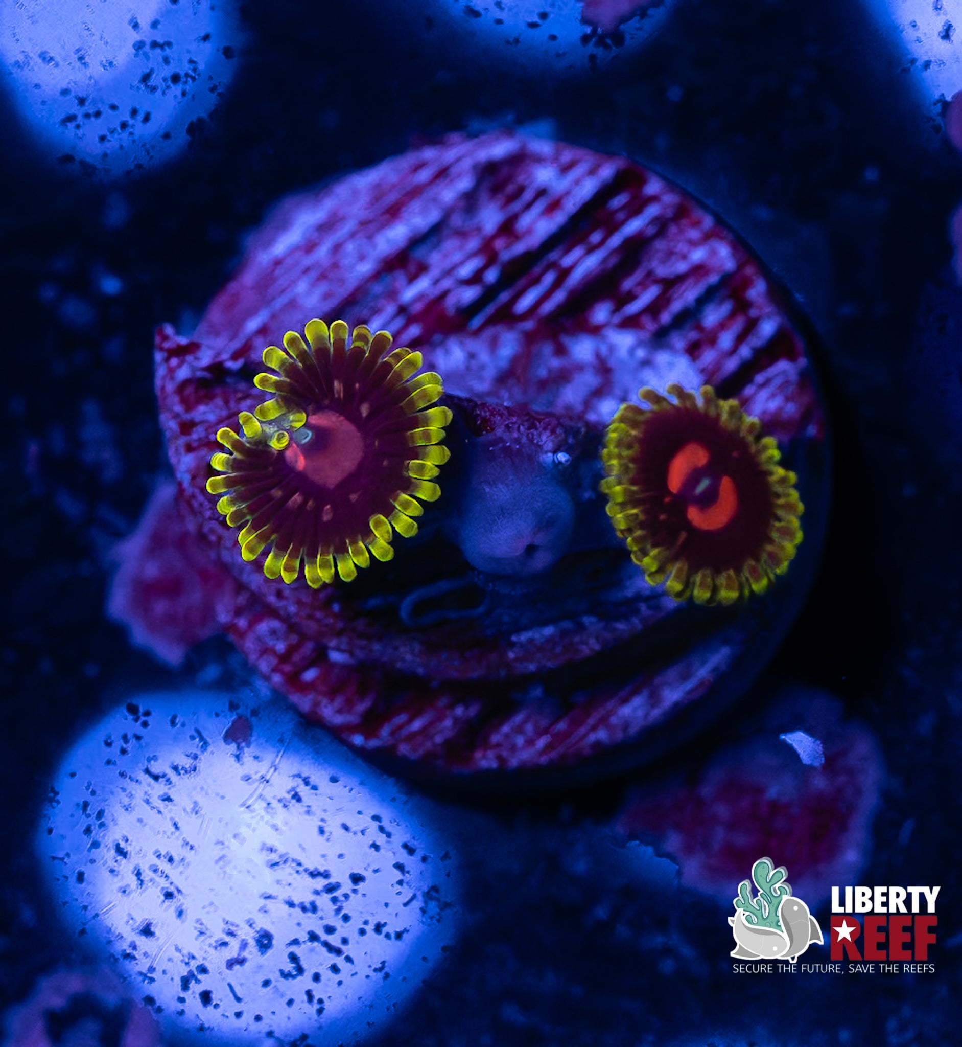 3p Scarlet Fever Zoas