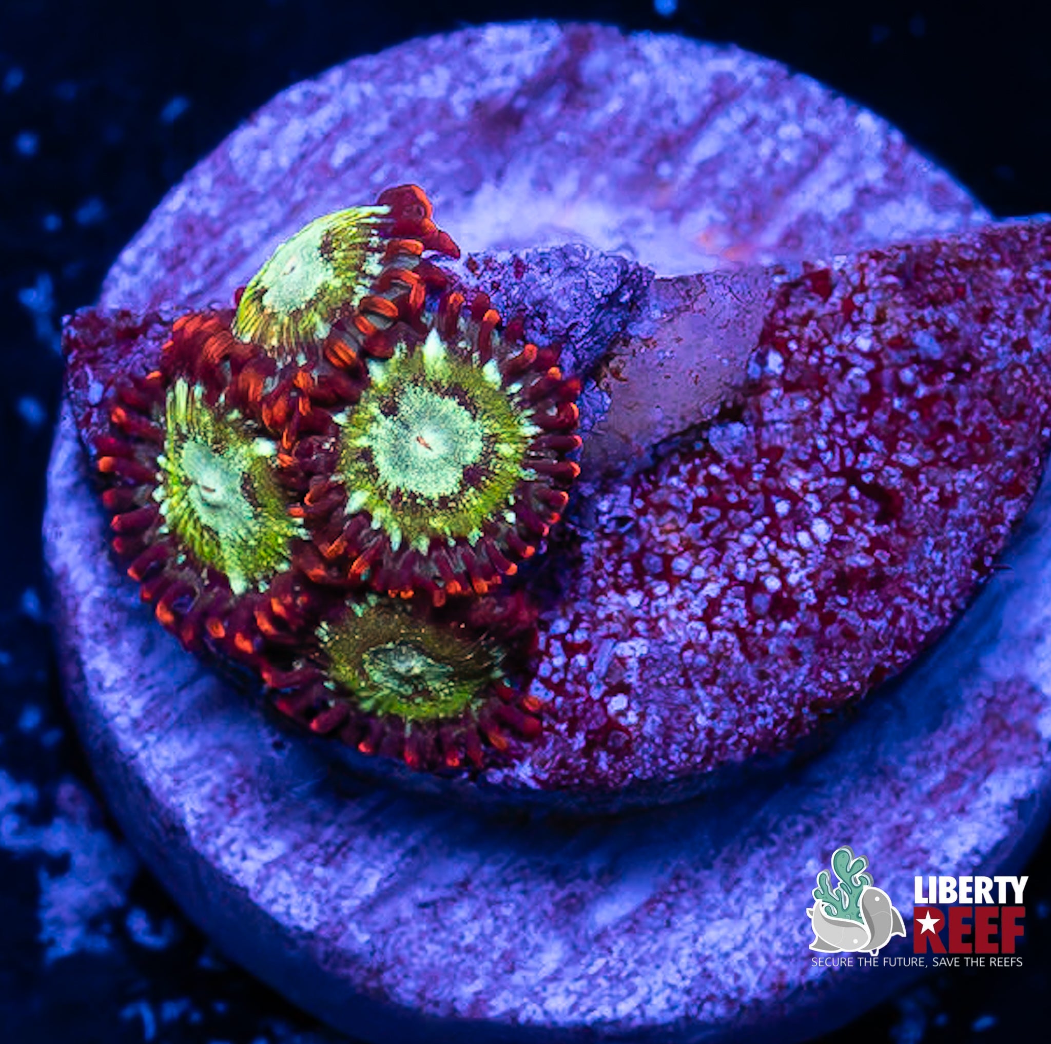 Treehouse on Fire Zoas