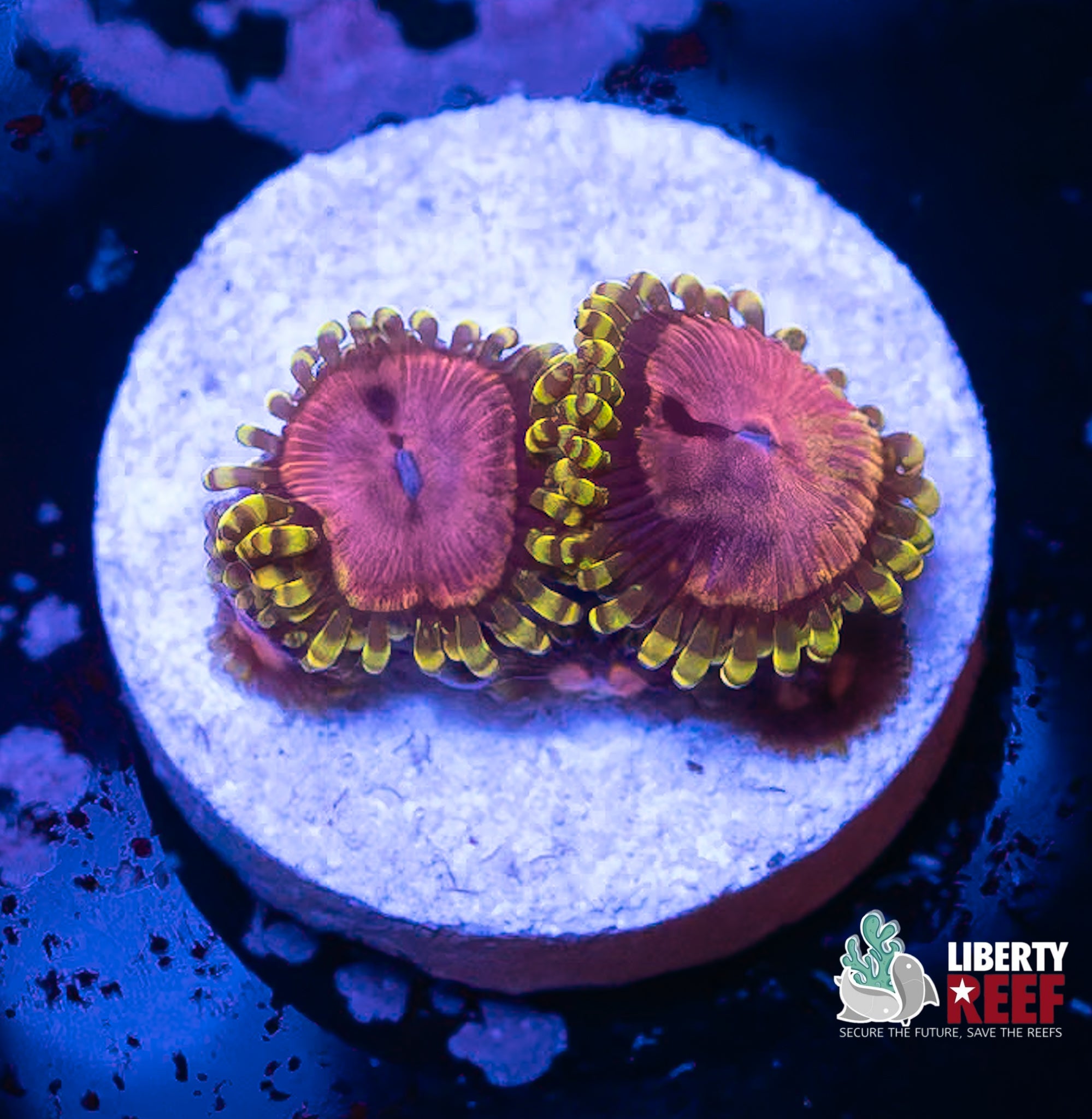 Pink Diamond Zoas