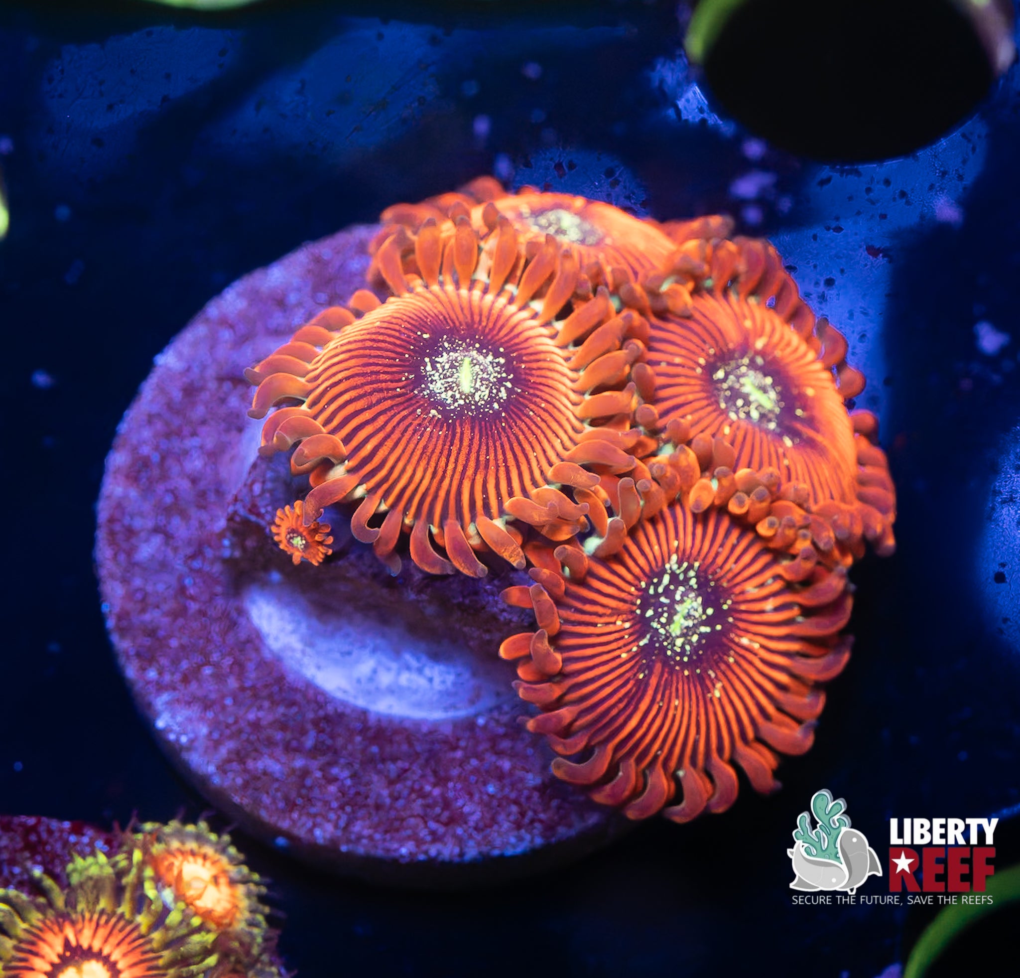 Magician Zoas