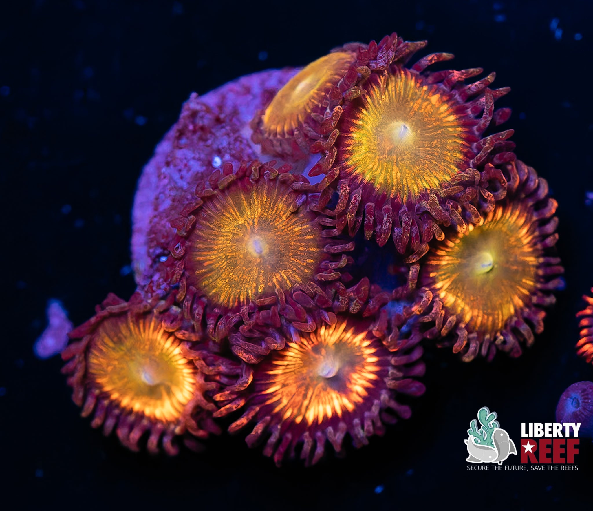 Sunny D Zoas