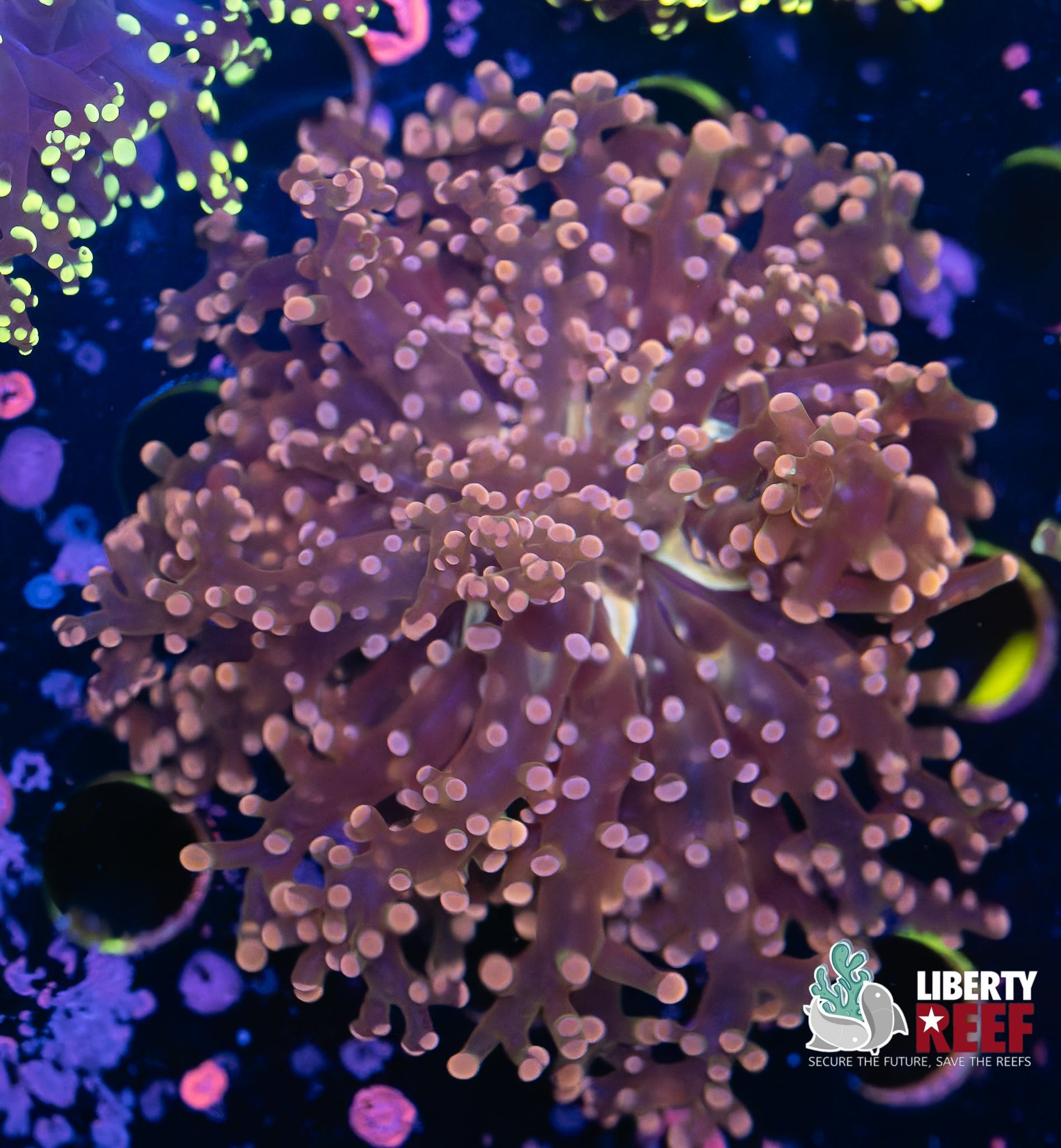 Pink Hurricane Frogspawn