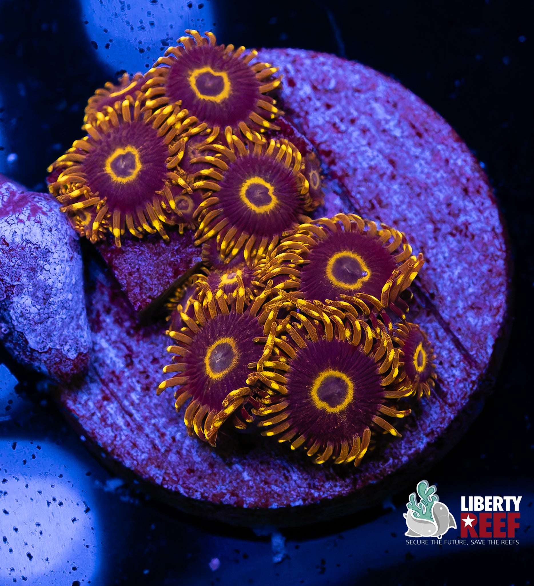 Yellow Hornet Zoas