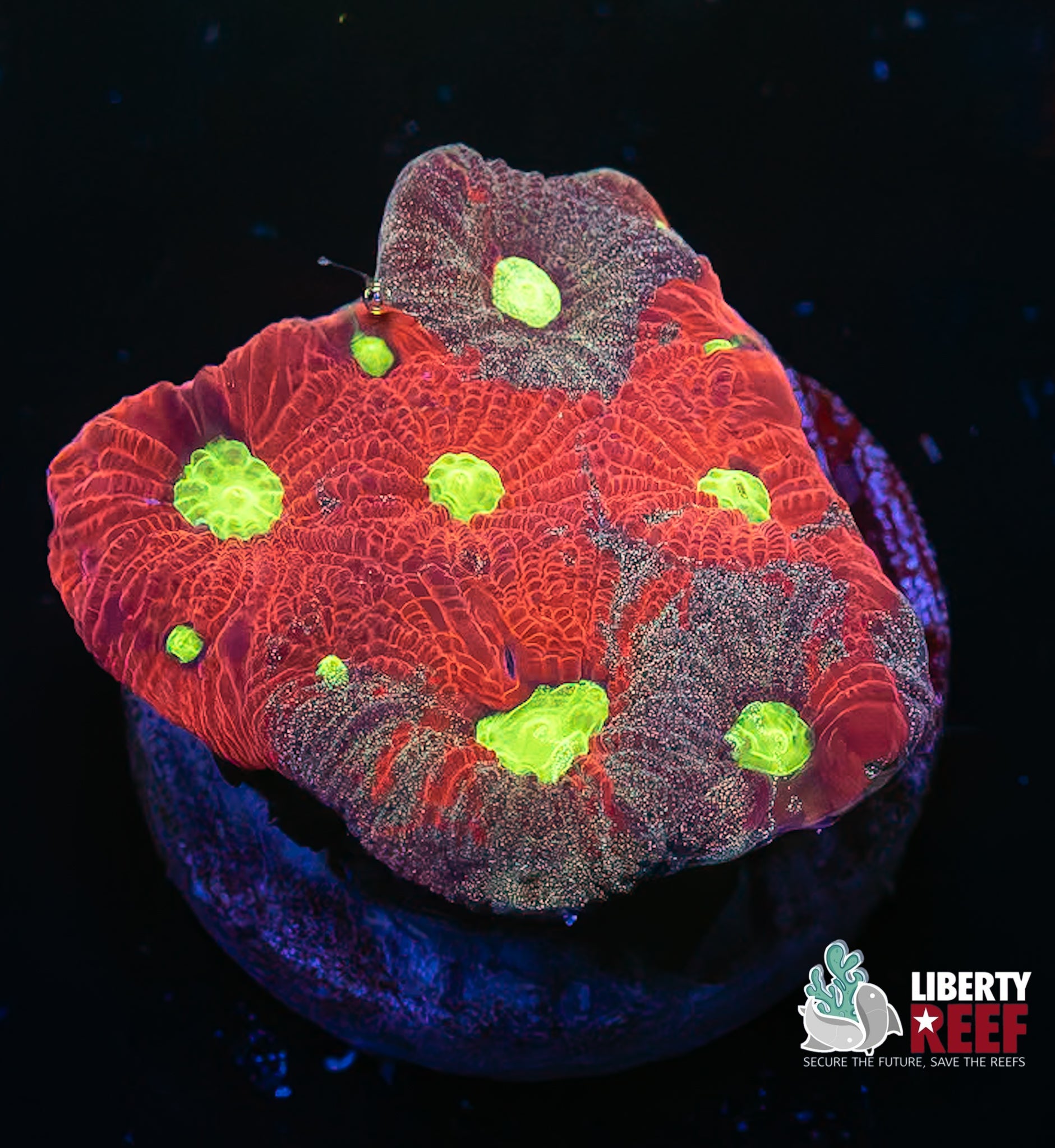 Ultra Grafted War Coral