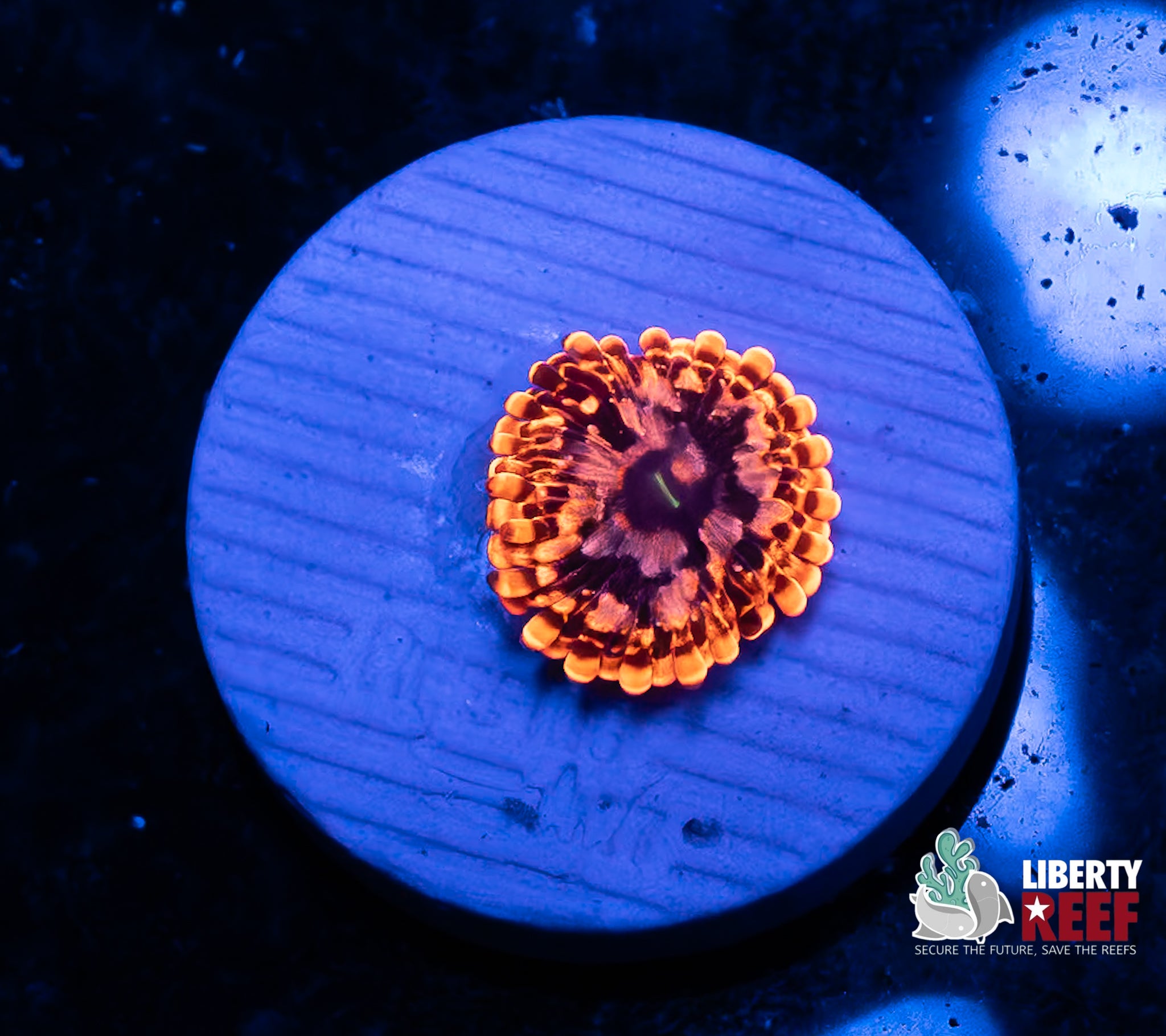 Utter Chaos Zoa