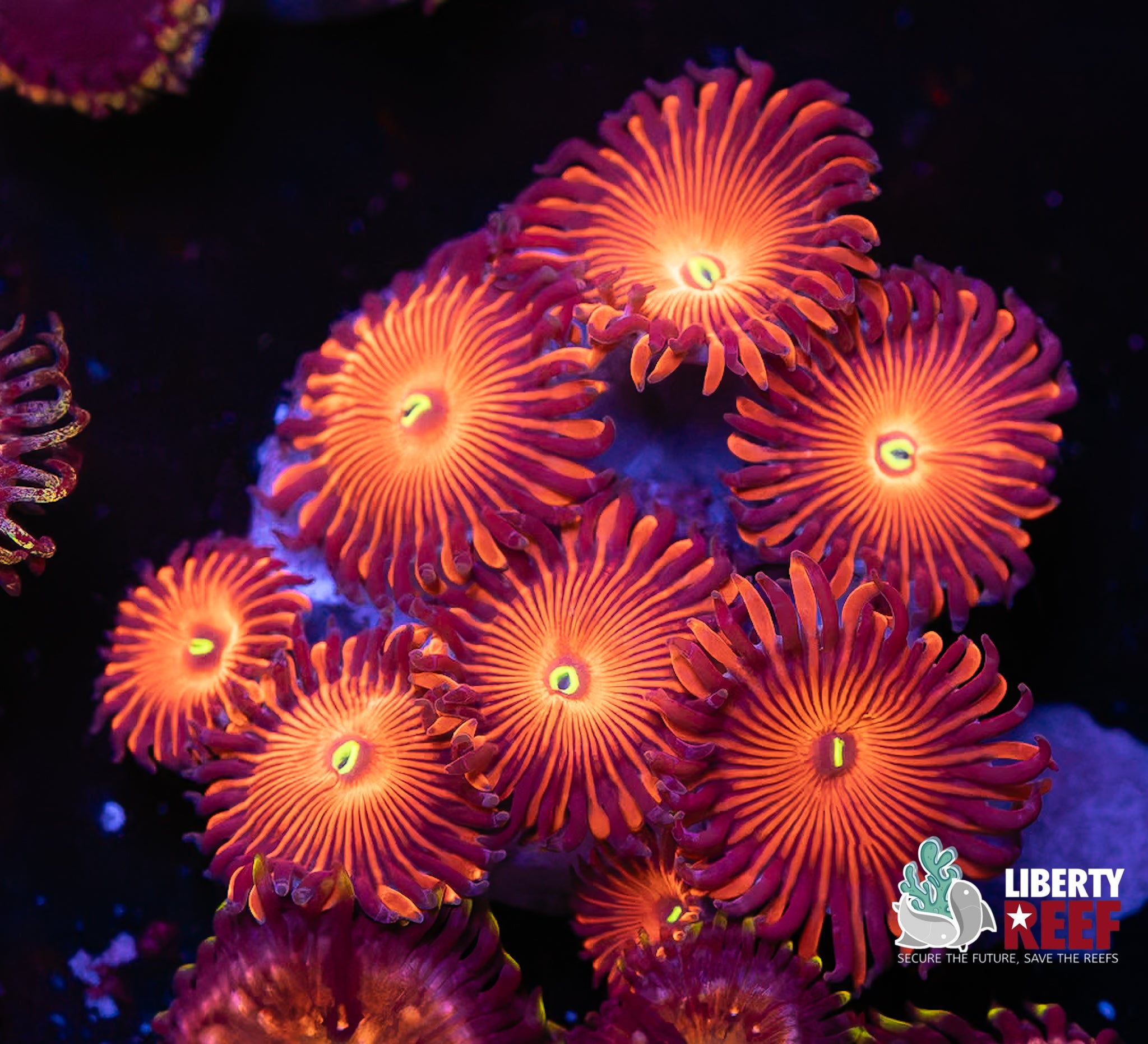Kedd’s Red Zoas