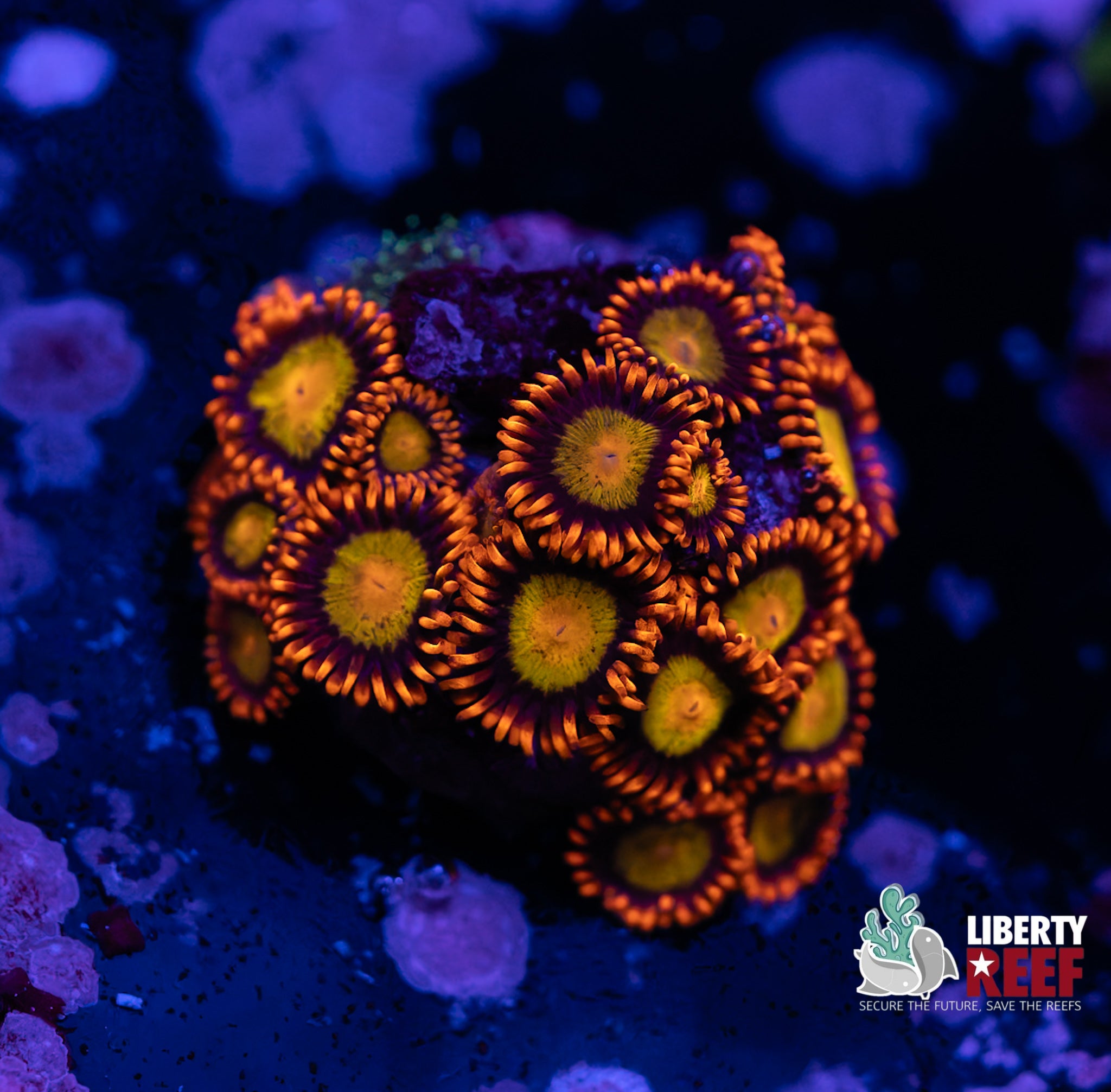 Mandarin Zoas
